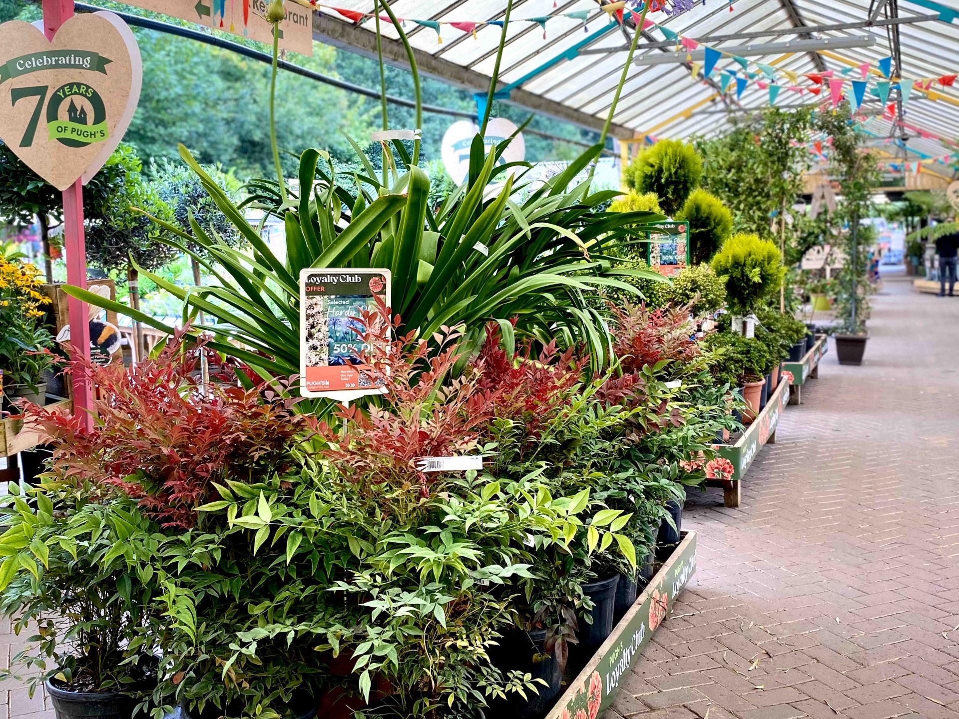 Outdoor Plants