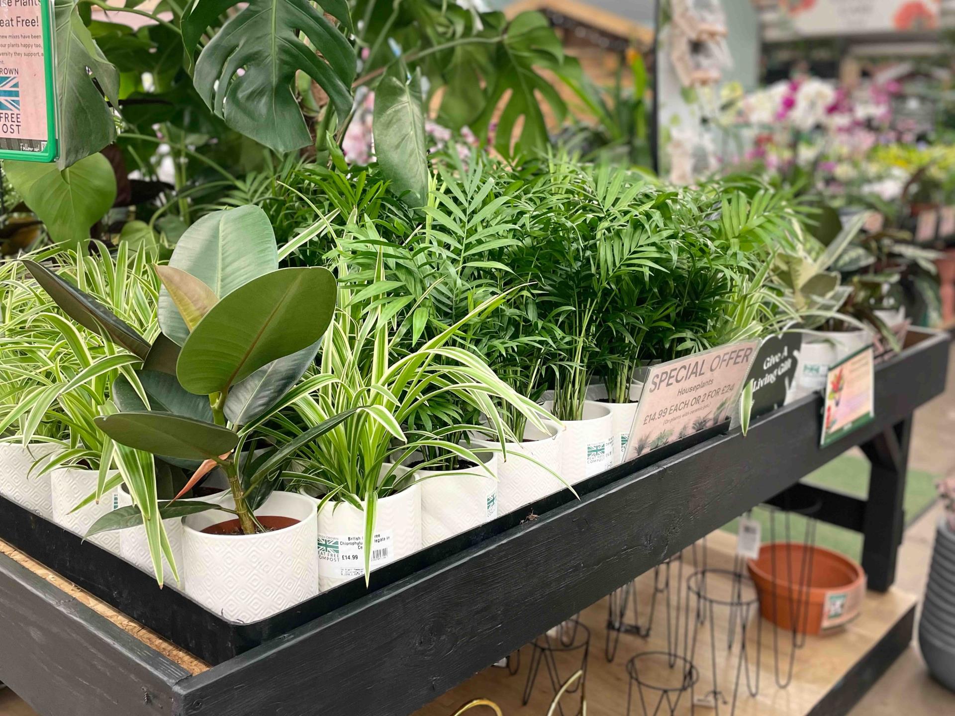 Houseplants