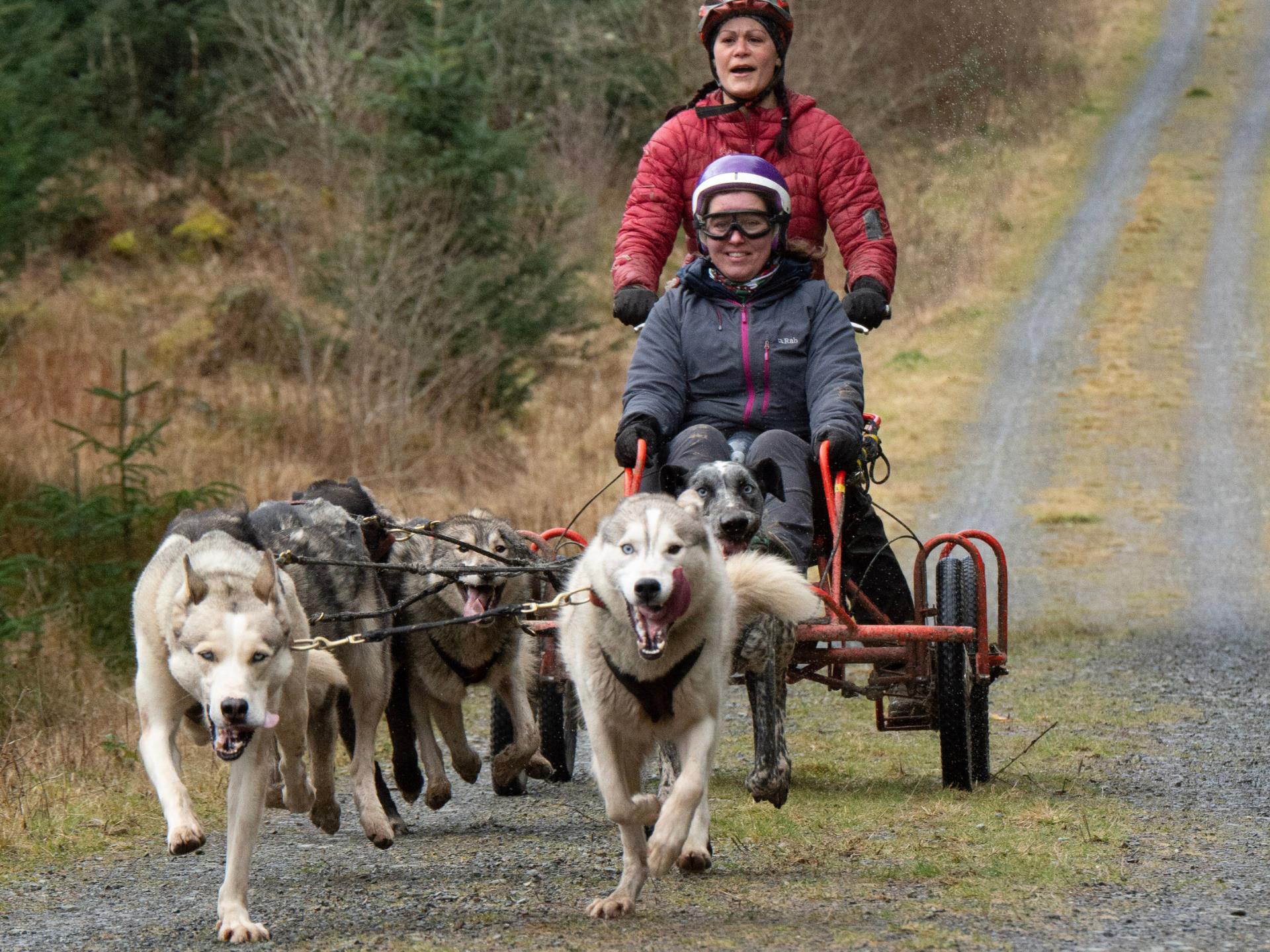 6 Dog Team Ride Adventure