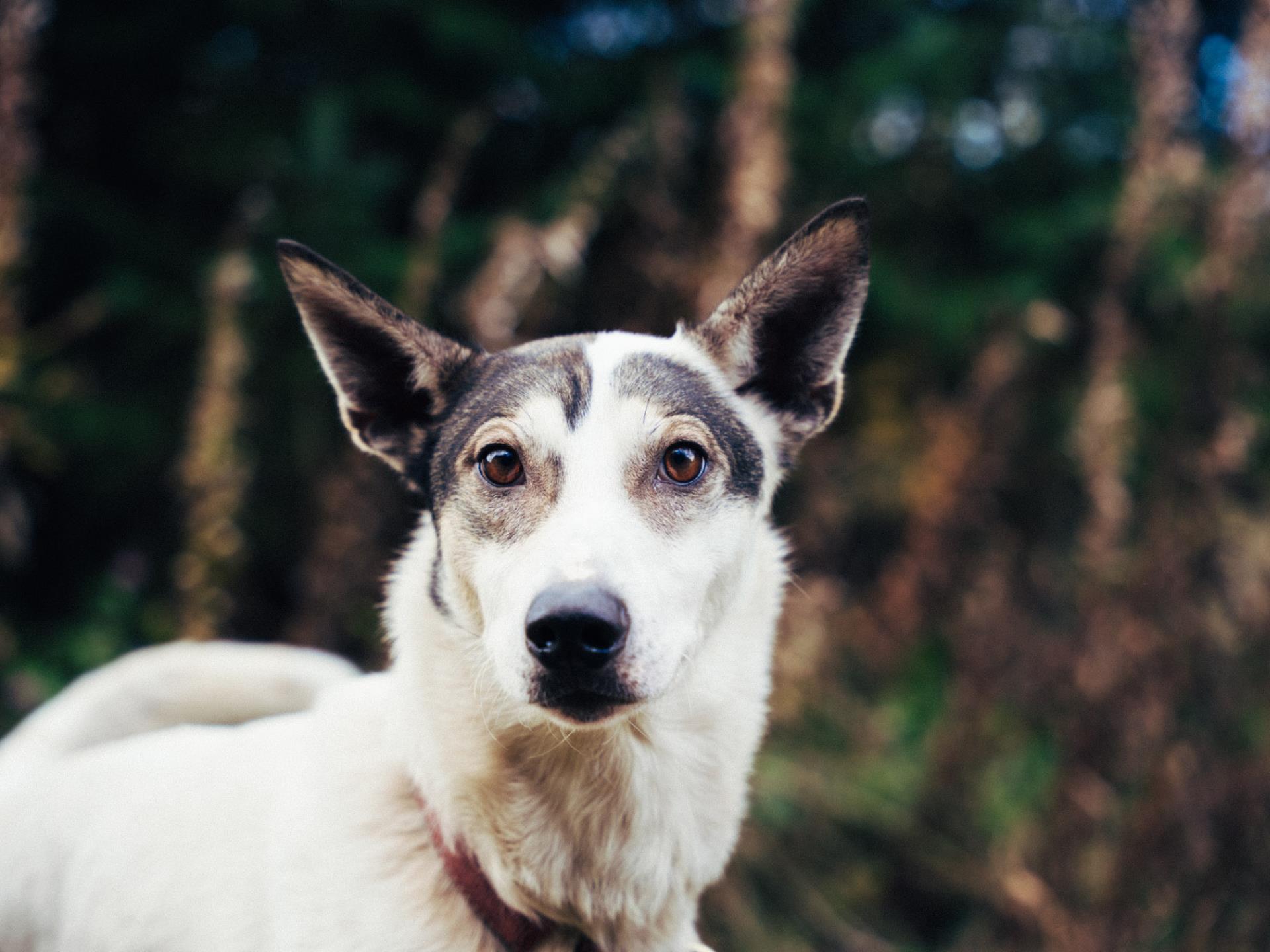 Alaskan Husky