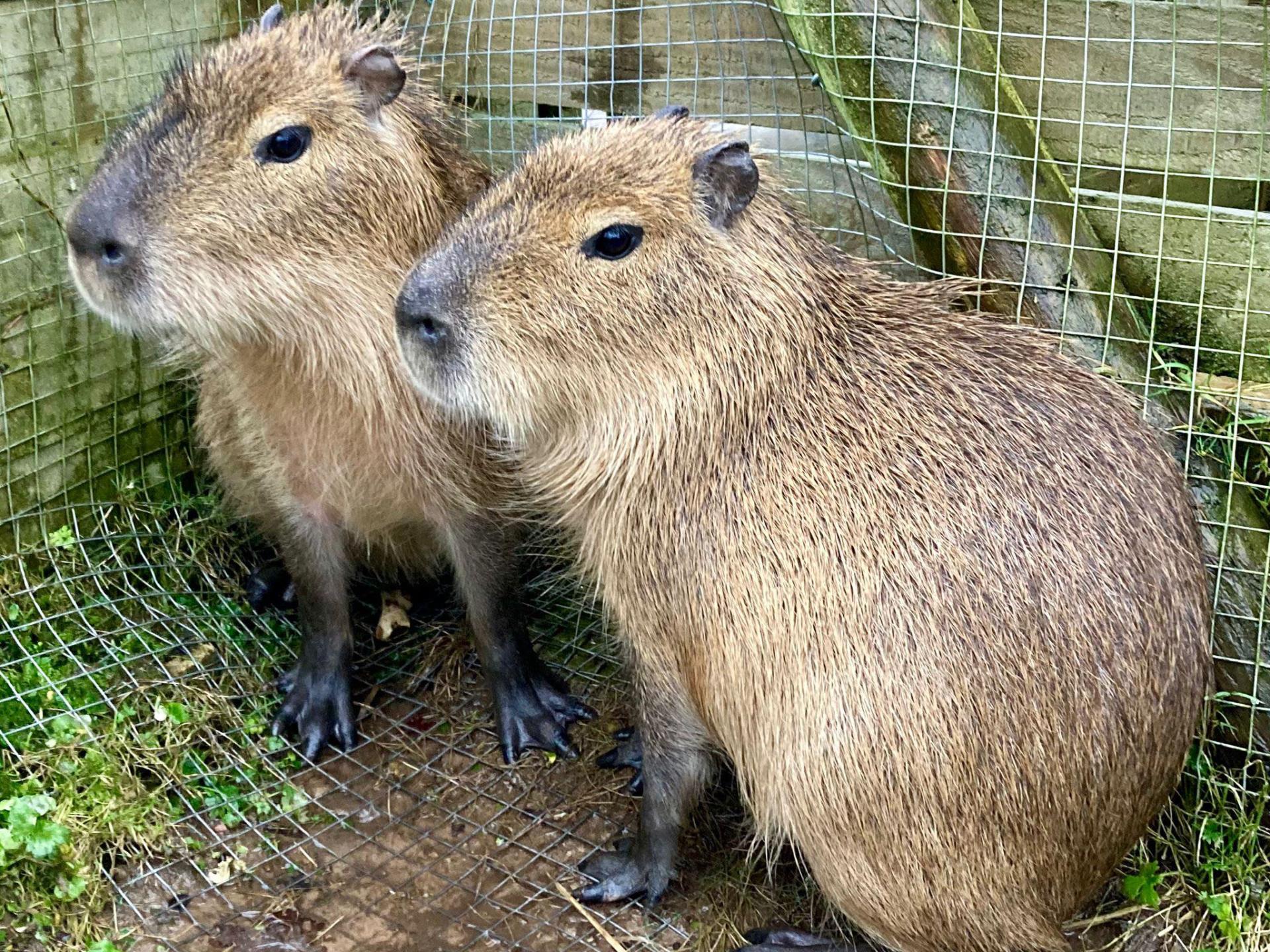 Keith and Karen - Capybaras