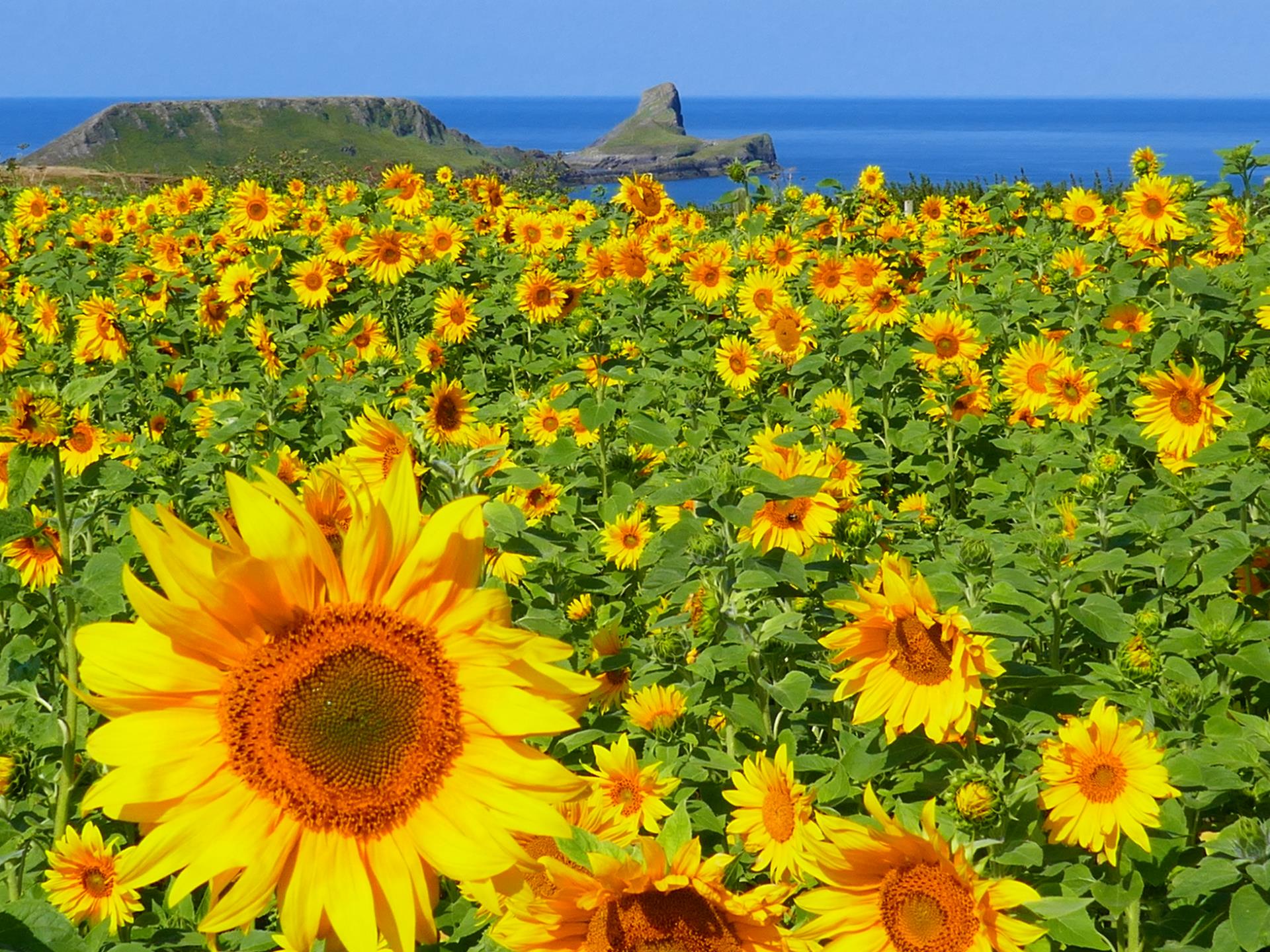 Sunflowers and Worm's Head, Gower Peninsular