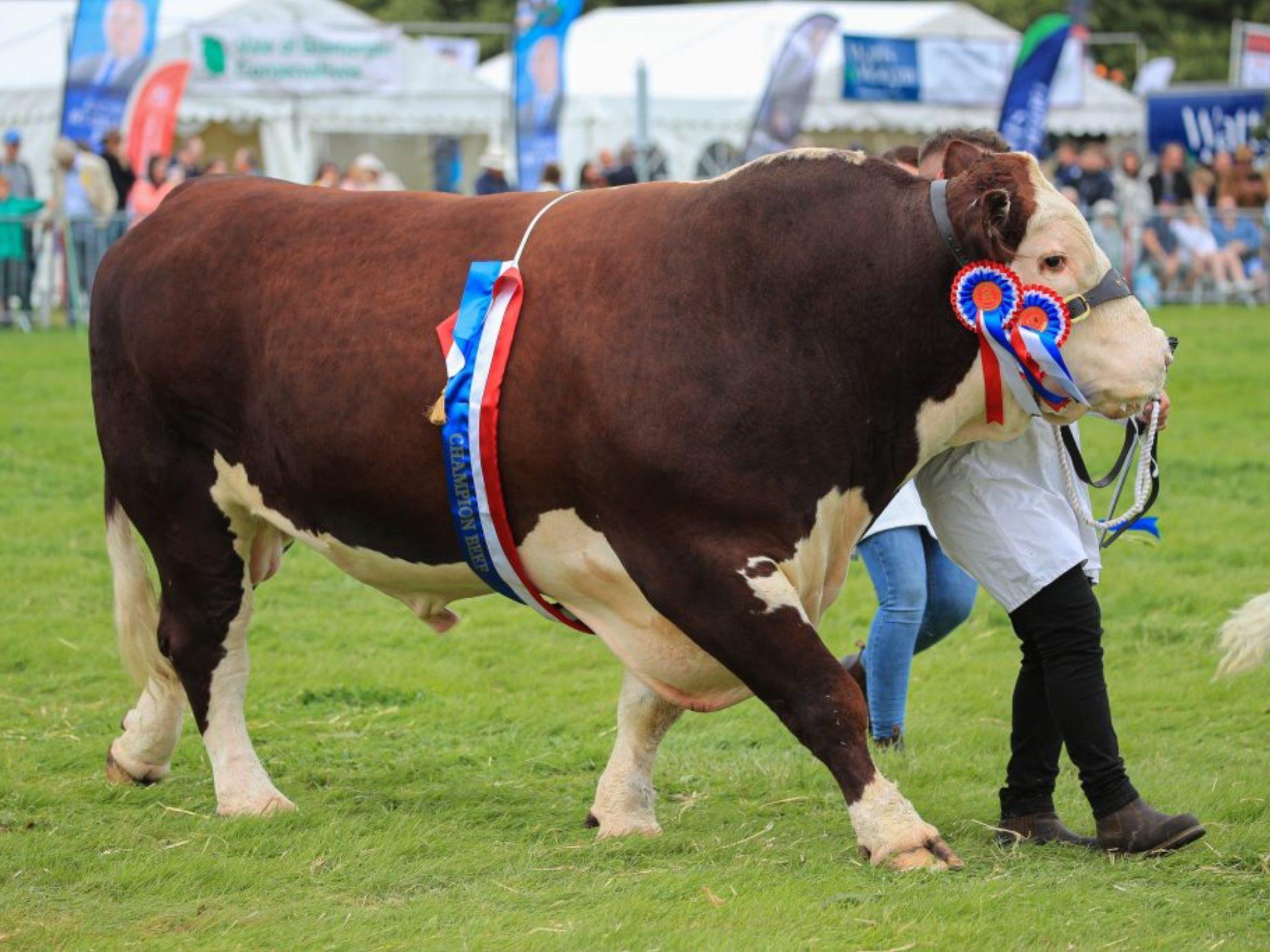The Vale of Glamorgan Agricultural Show
