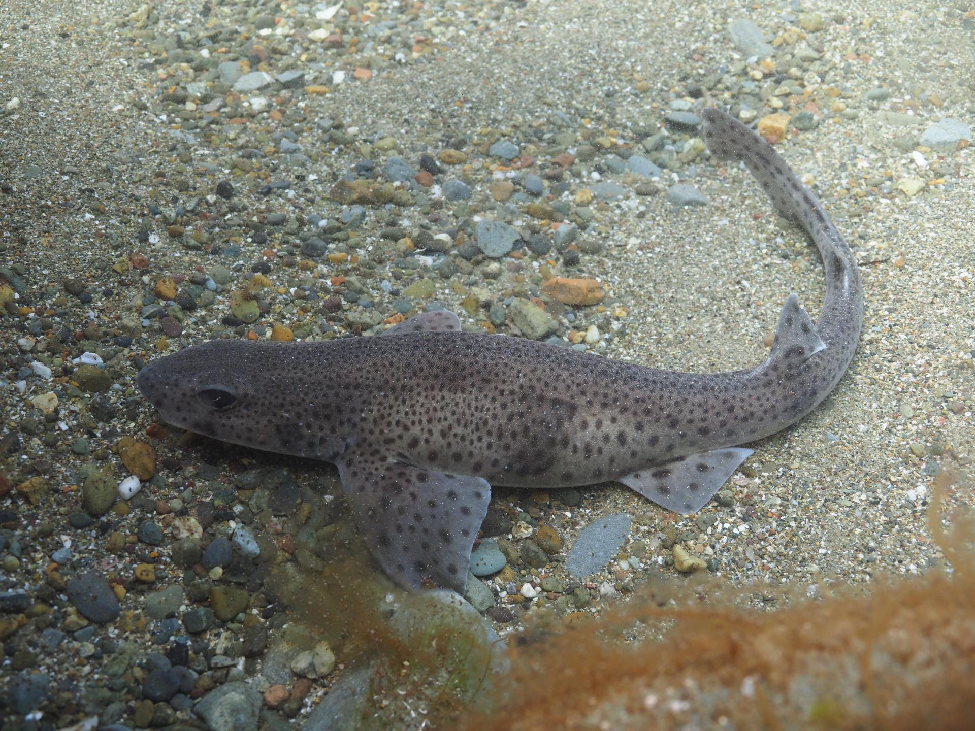 Catshark off Anglesey