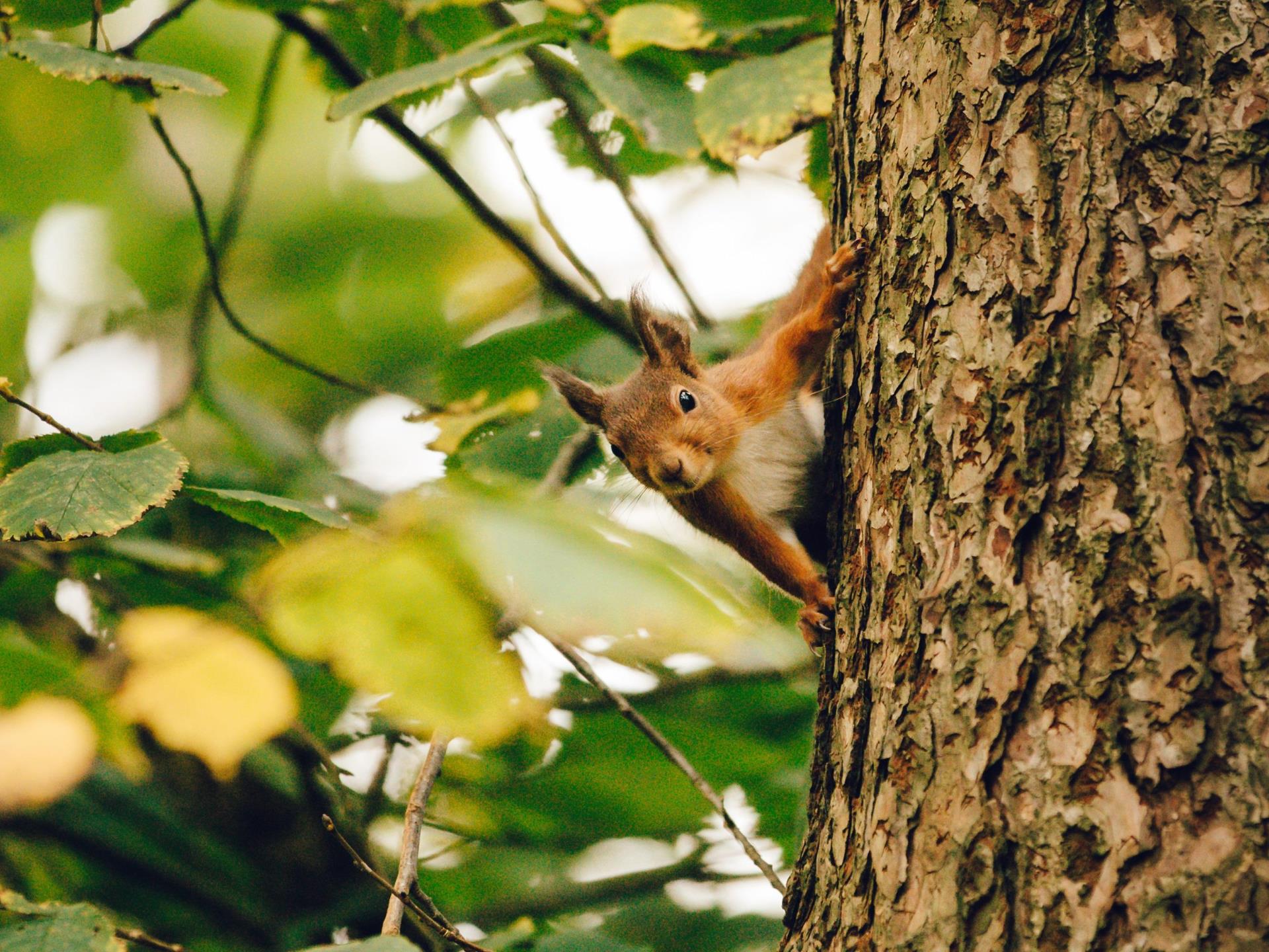 Red squirrel in Newborough Forest
