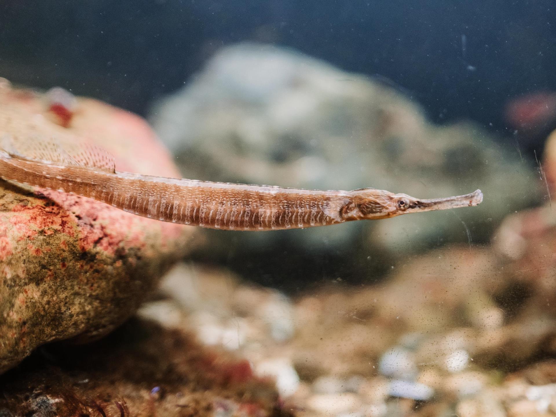 Pipefish posing in the Aquarium