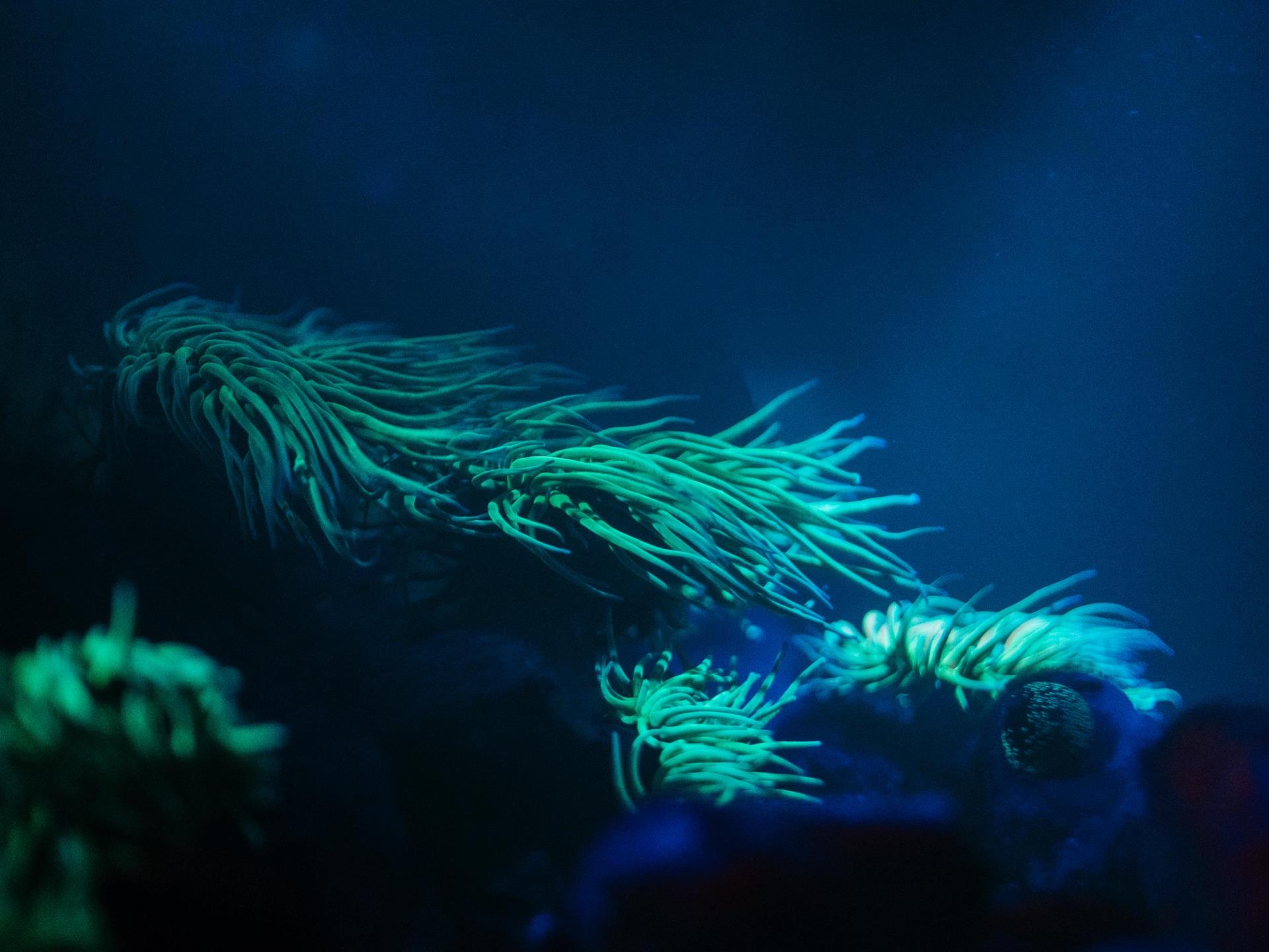 Local Anemones glow under UV like tropical corals