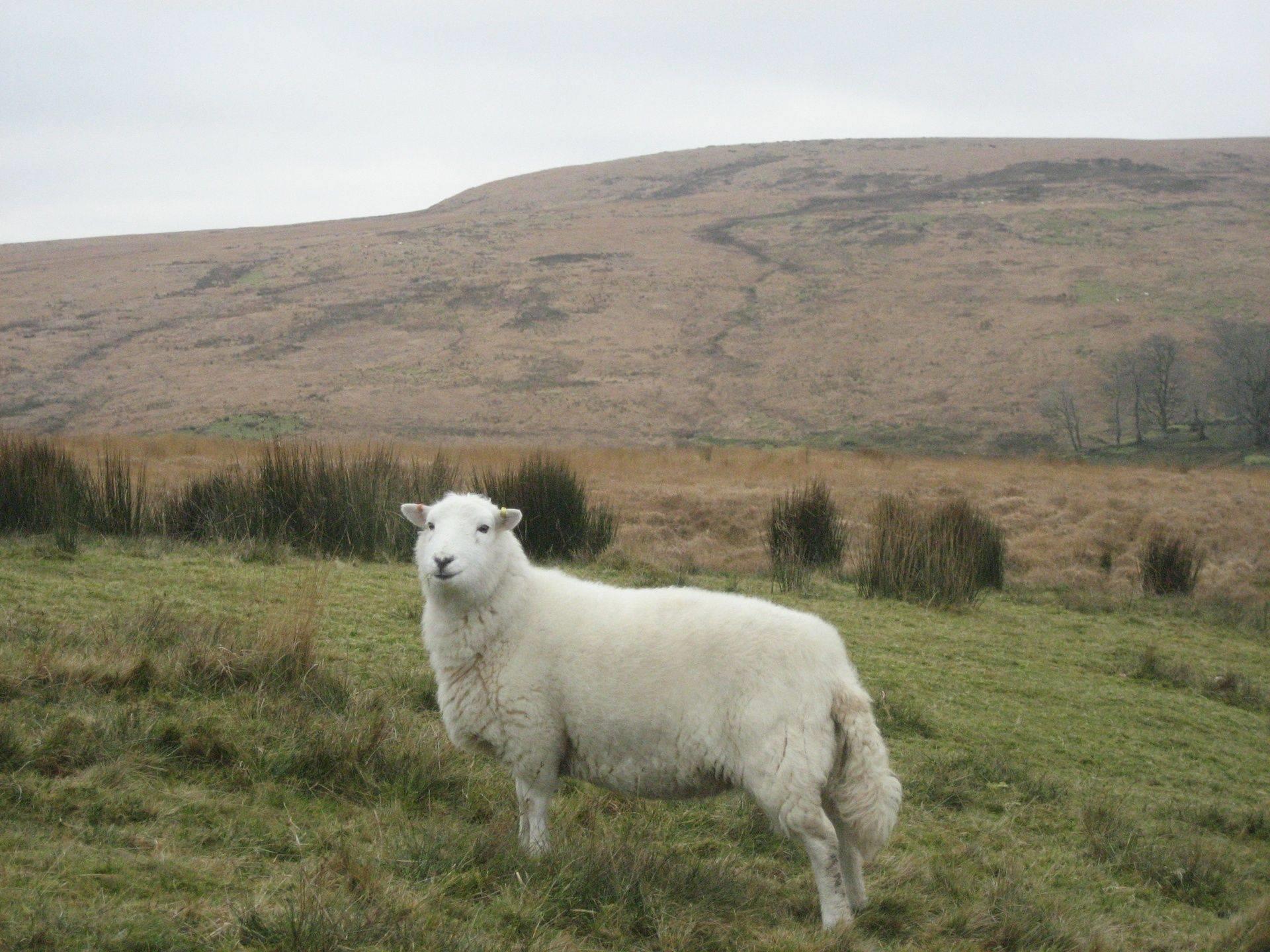 Proud Welsh Mountain Sheep