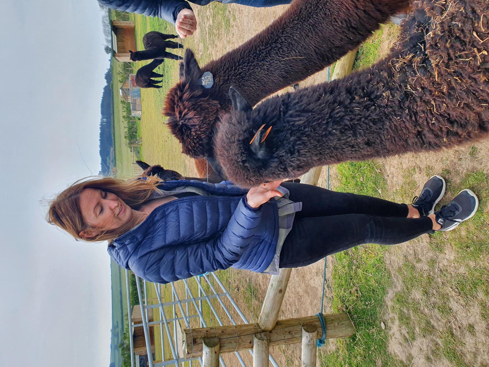 Alpaca Farm Meet and Greets