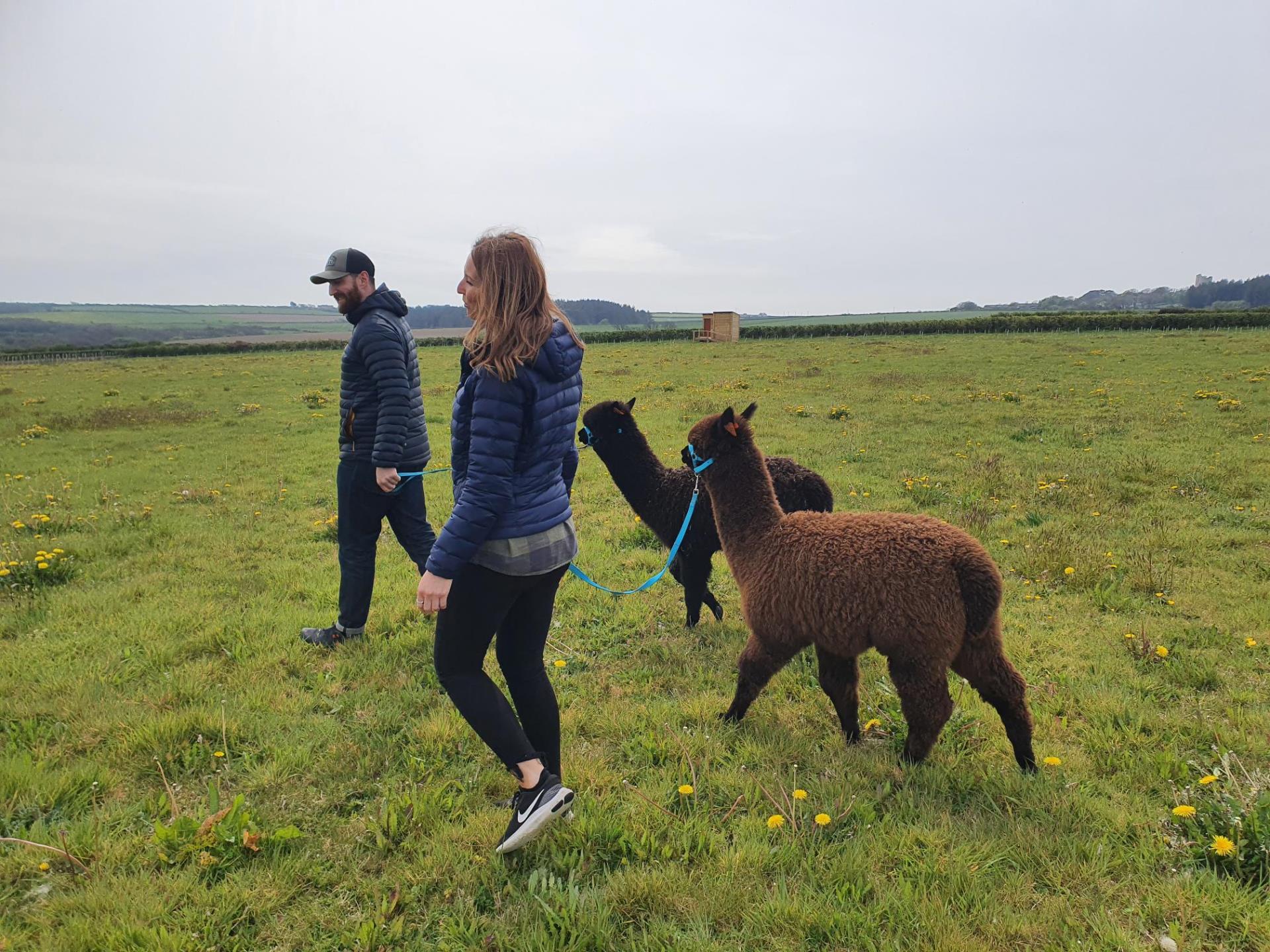 Alpaca Walking at Sweet Home Alpaca