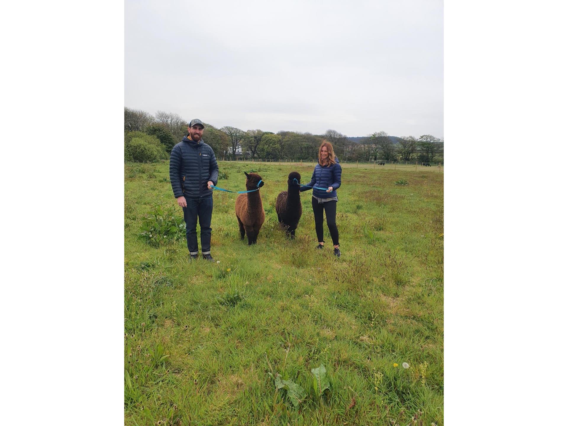 Alpaca Walking at Sweet Home Alpaca
