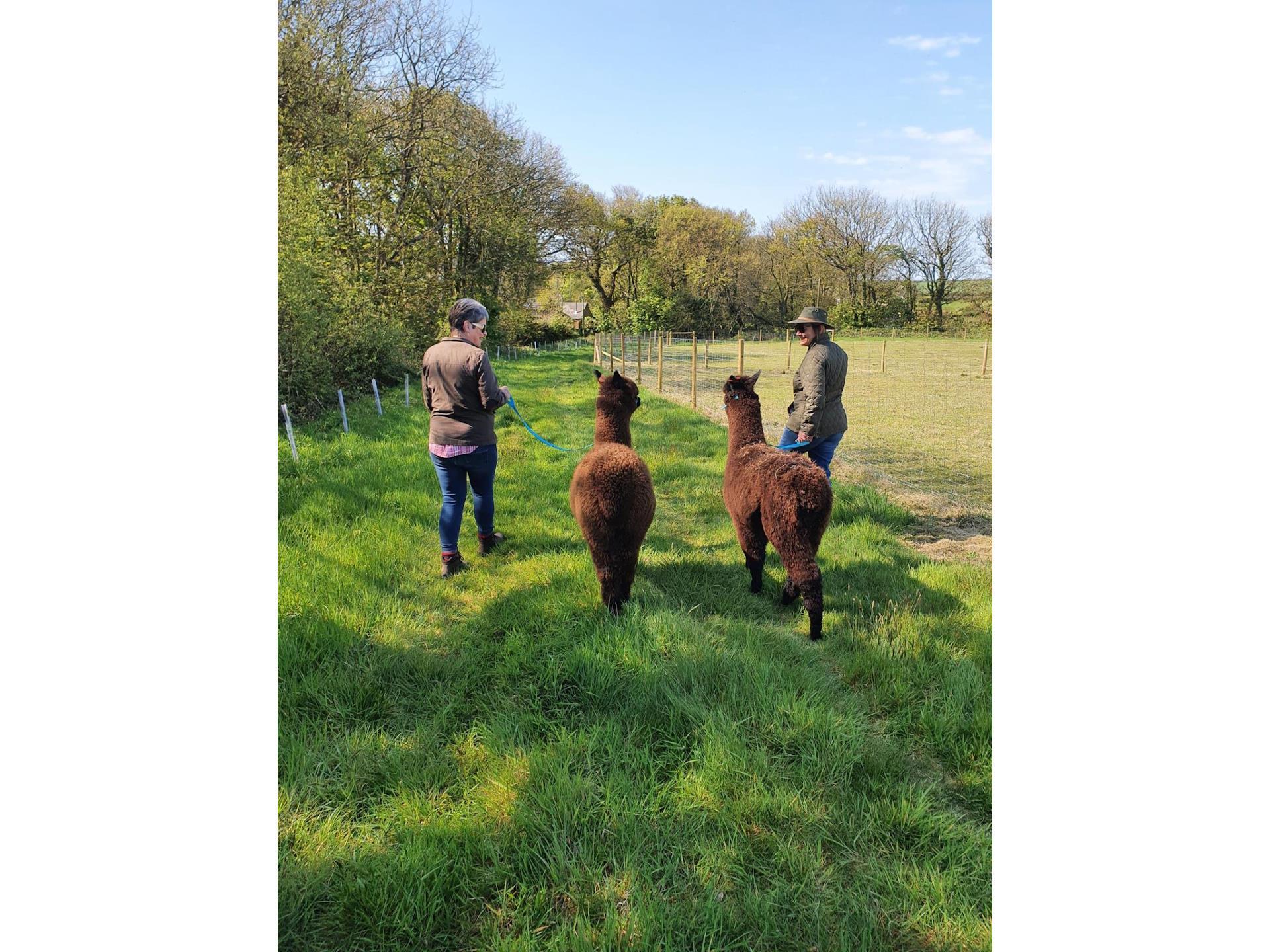 Alpaca Walking at Sweet Home Alpaca