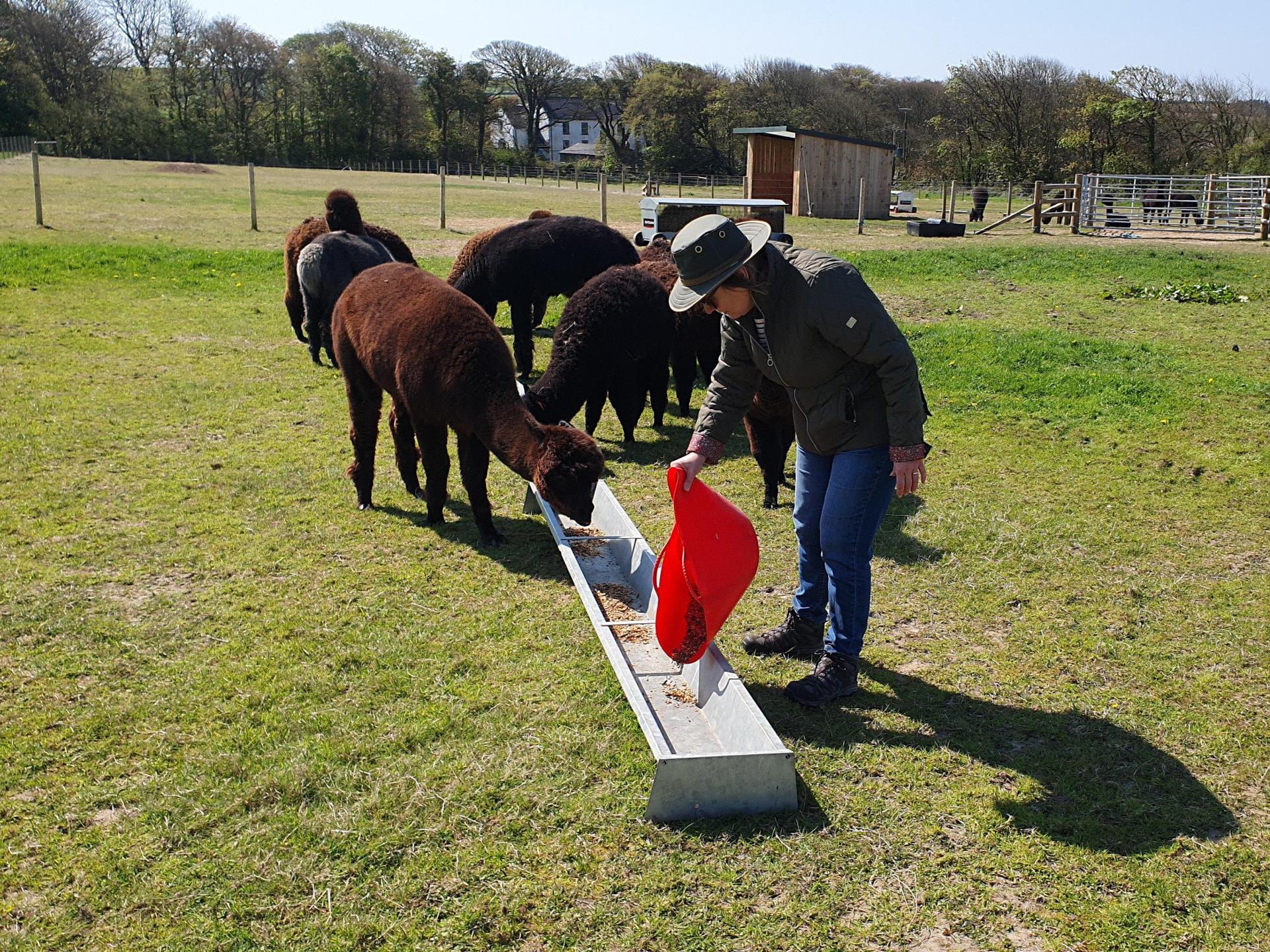 Alpaca Walking at Sweet Home Alpaca