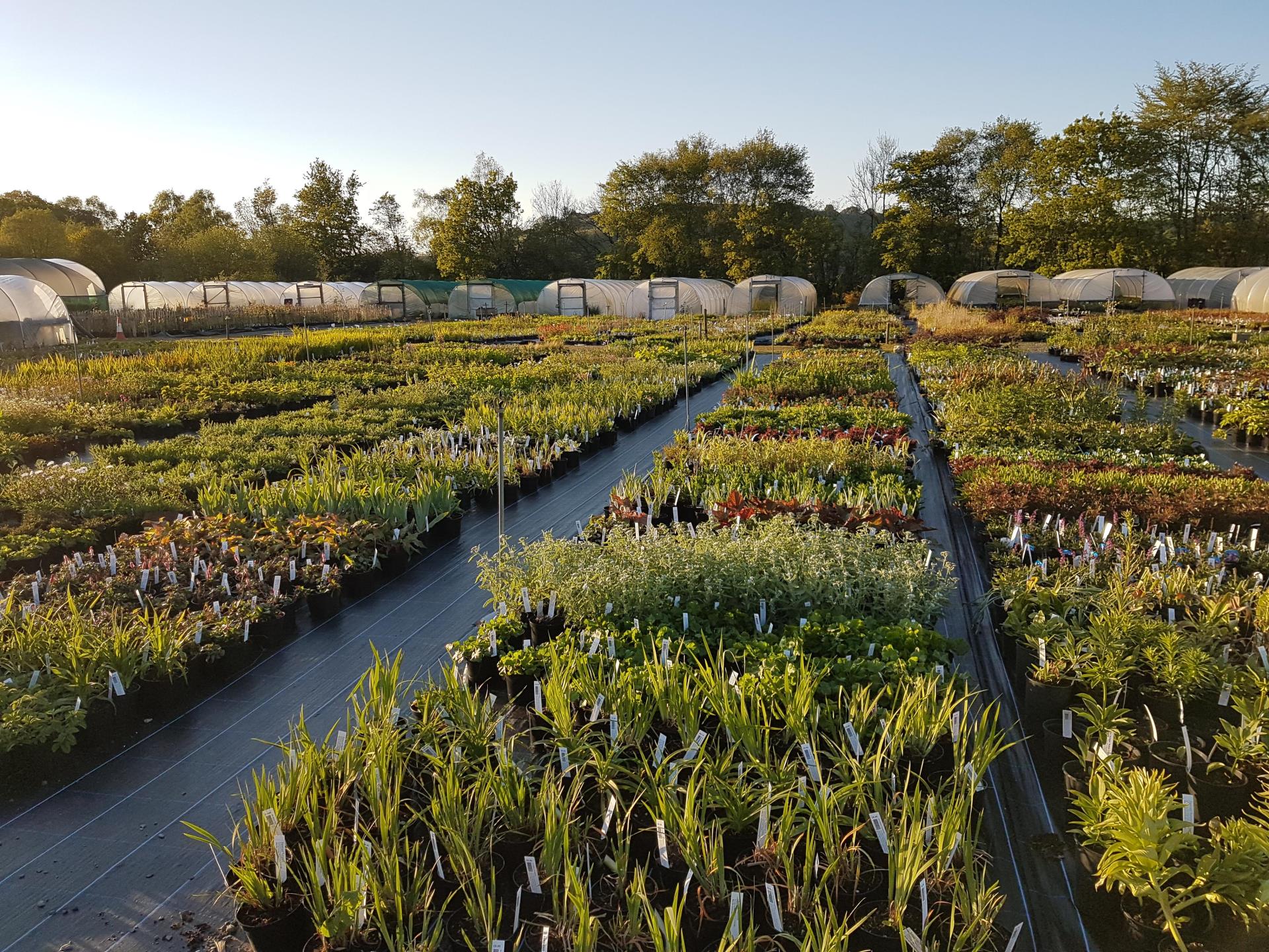 Some of our many plants, the cottage garden area