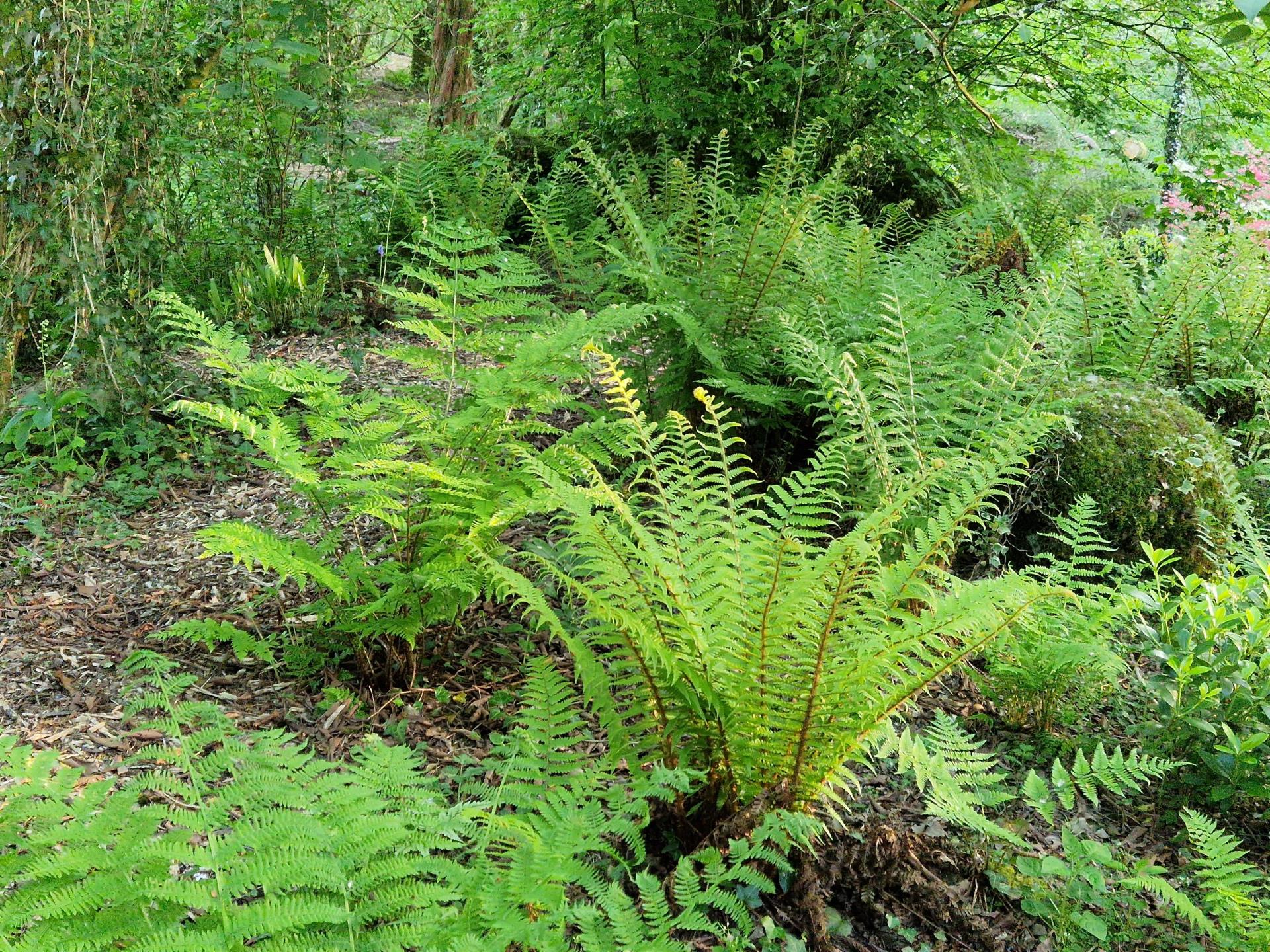 The Fernery