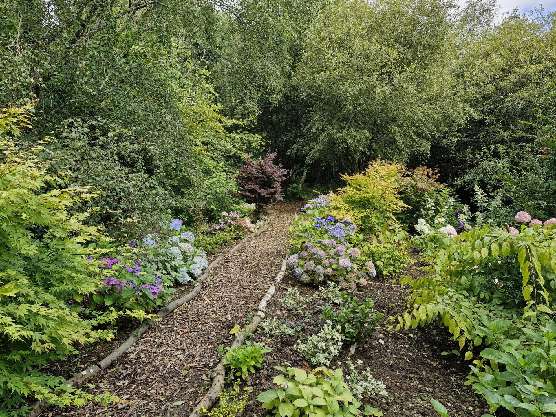 One of the many Hydrangea and Acer areas