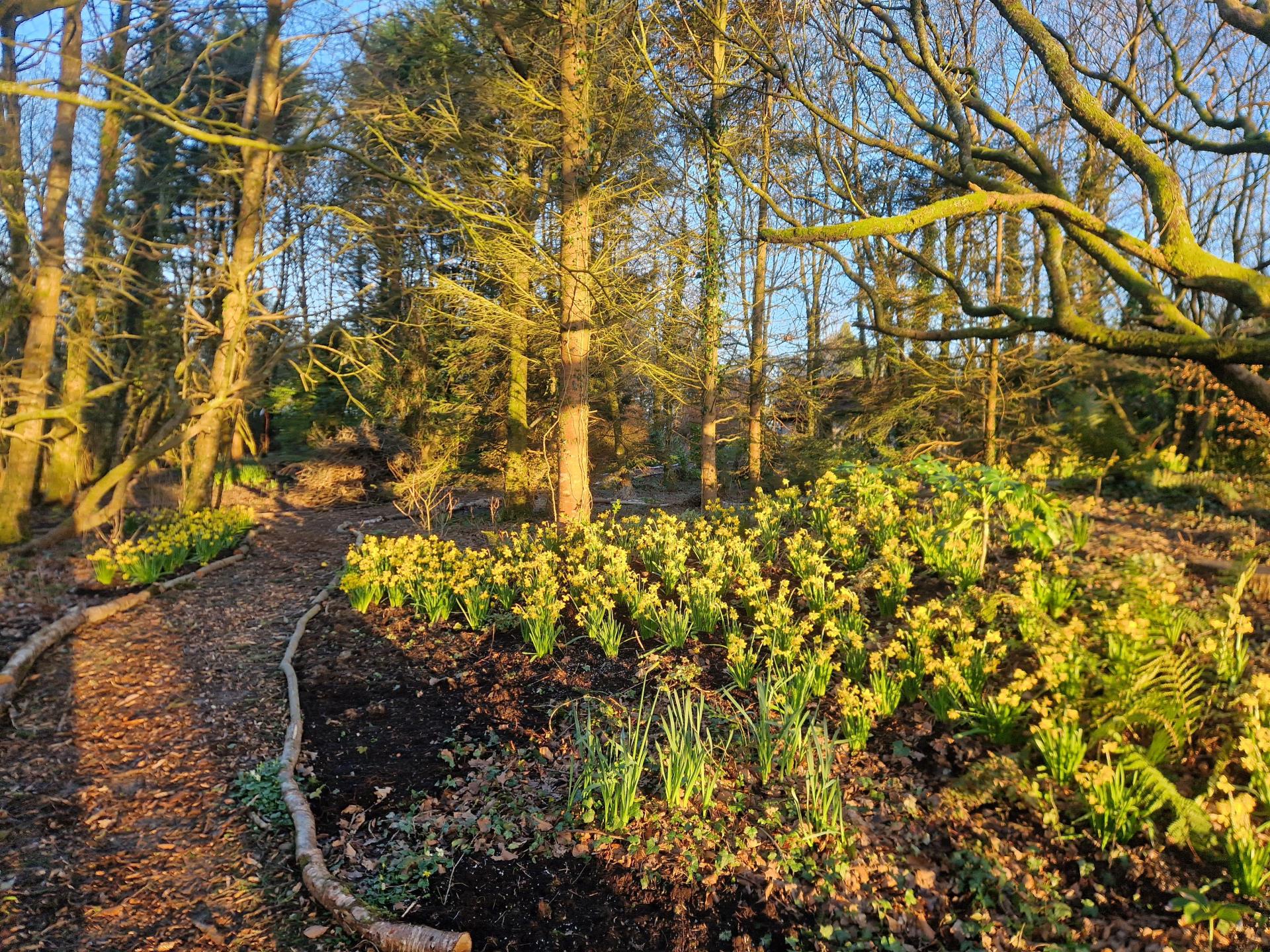 Spring Daffodils 