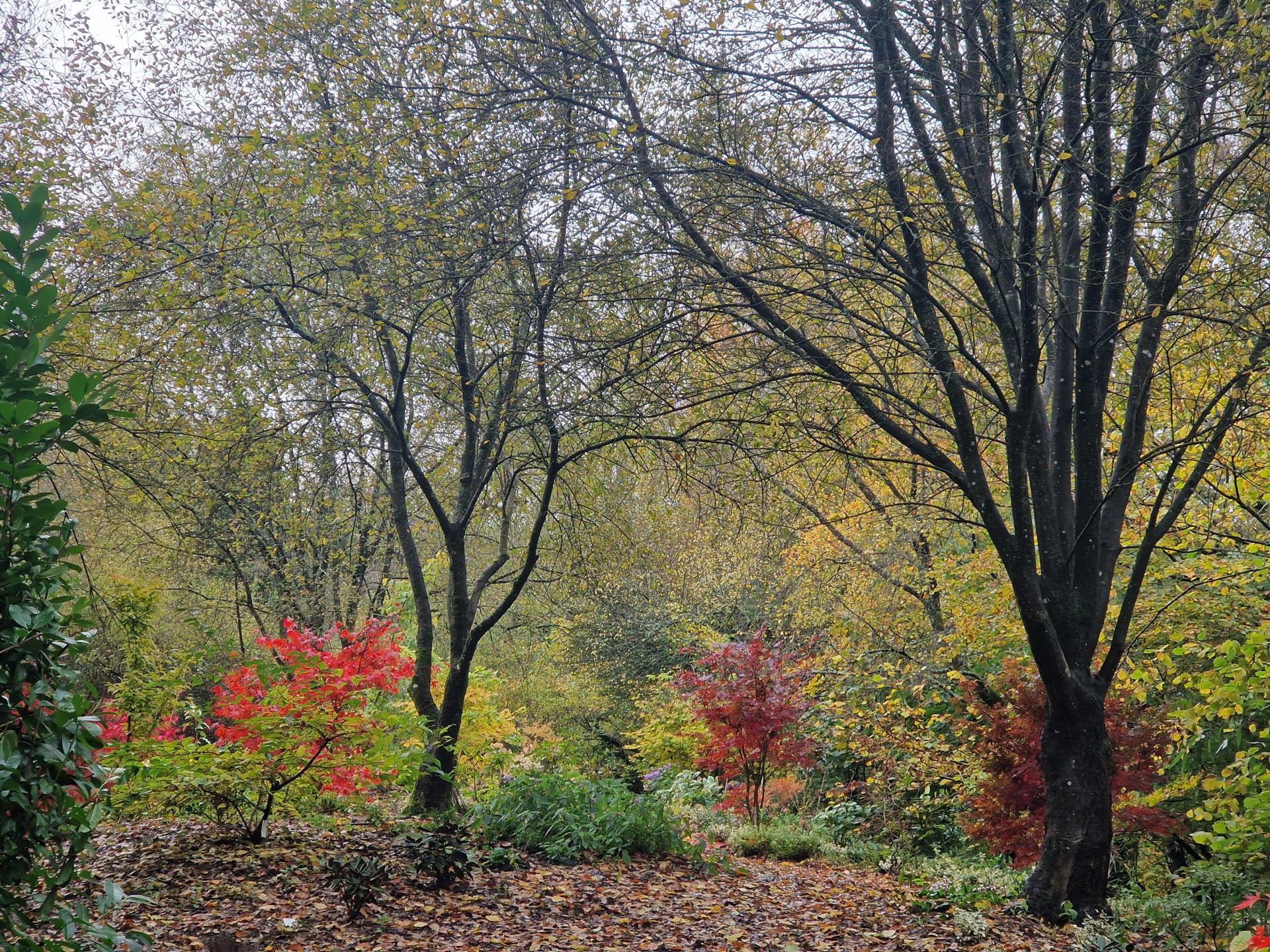 Autumn colour in the Acer grove