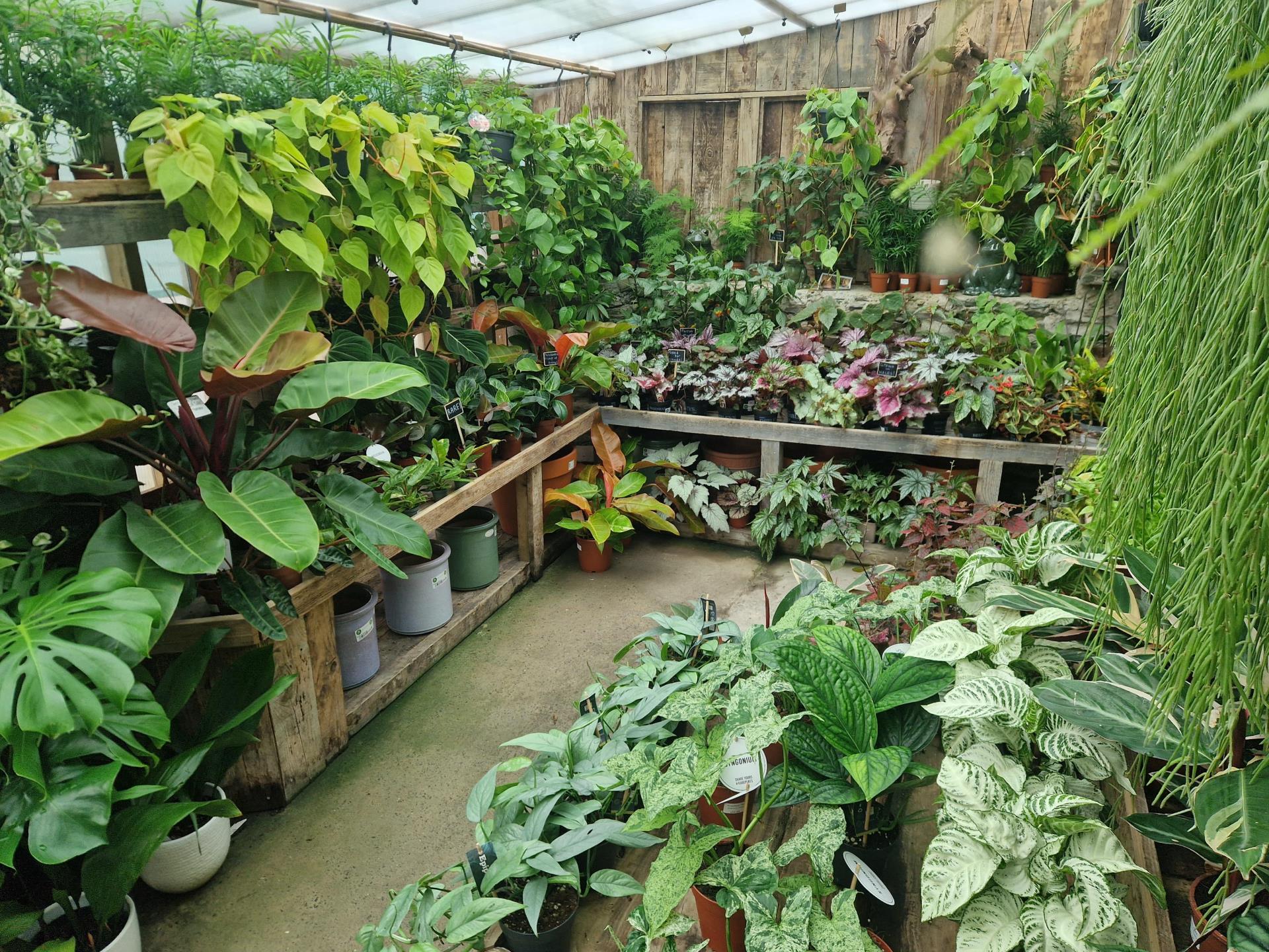 The Houseplant Place