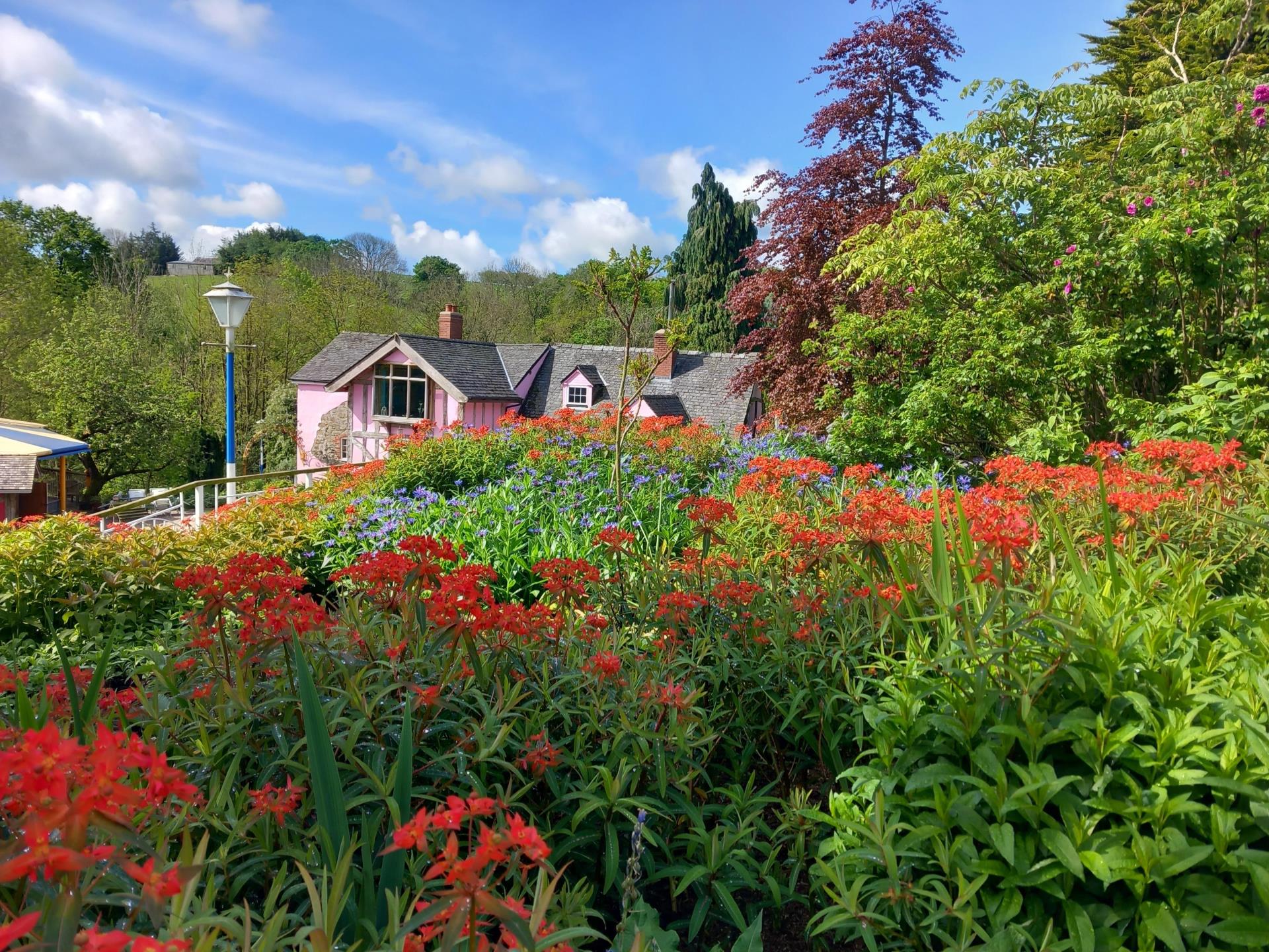 typical border in early summer