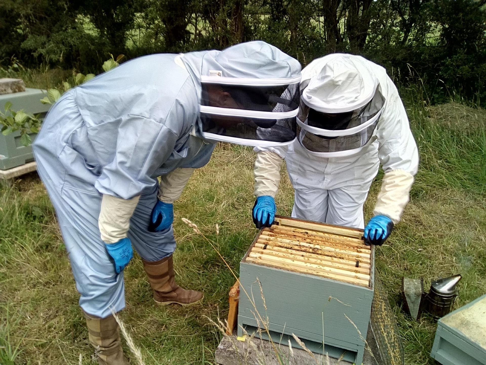 closeup view of a bee hive
