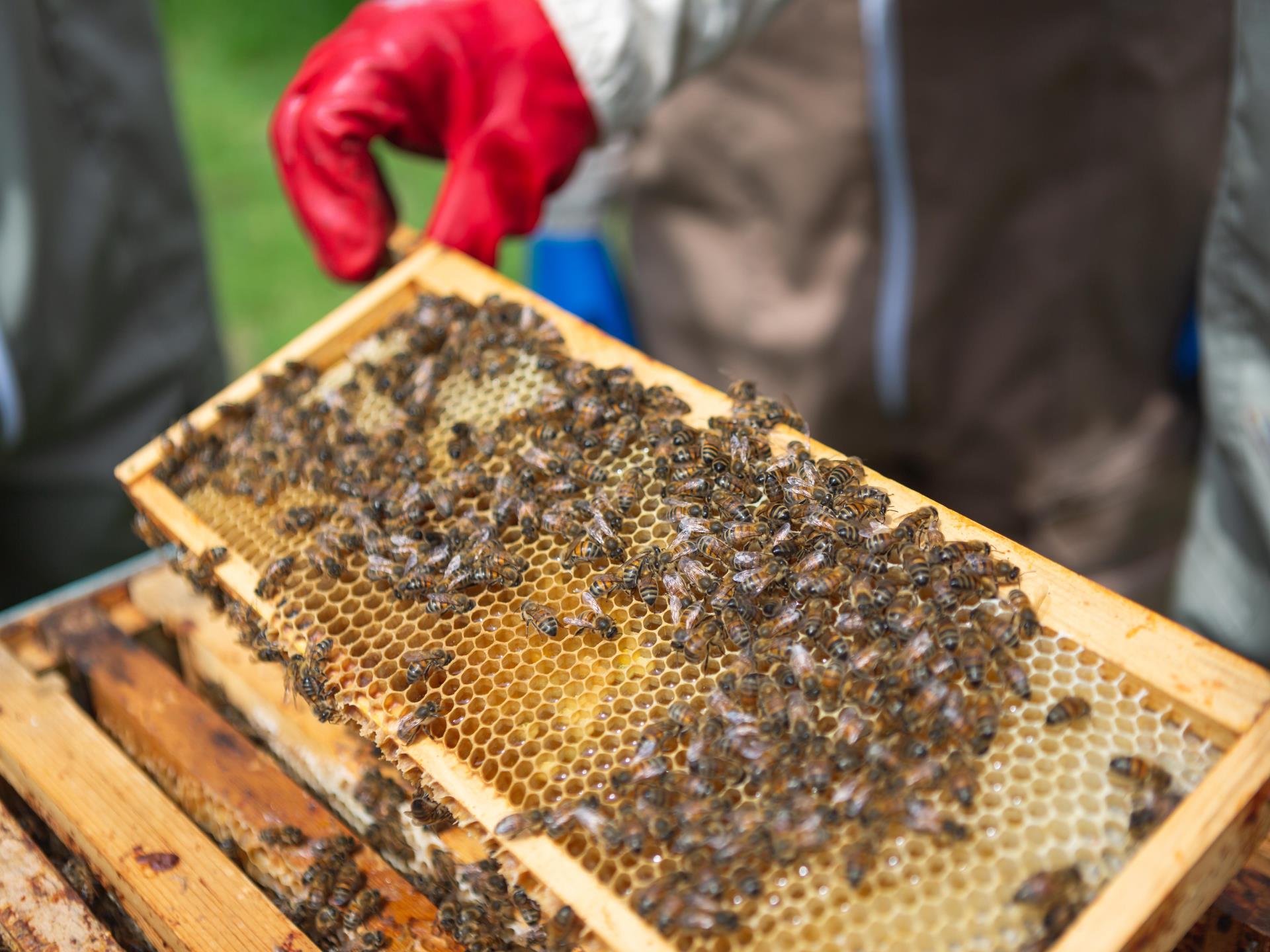 closeup view of honeybees