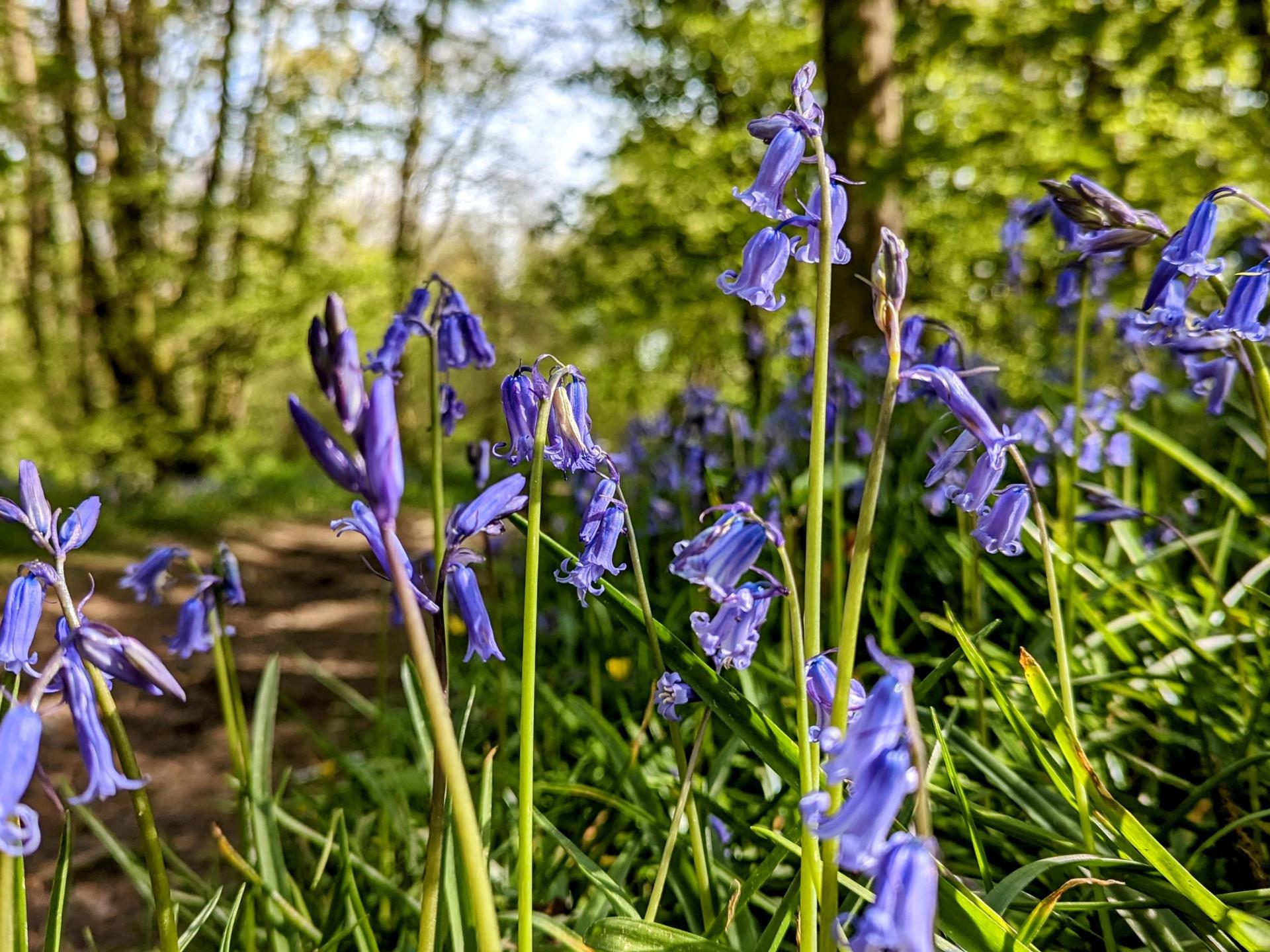 Bluebells May 2023