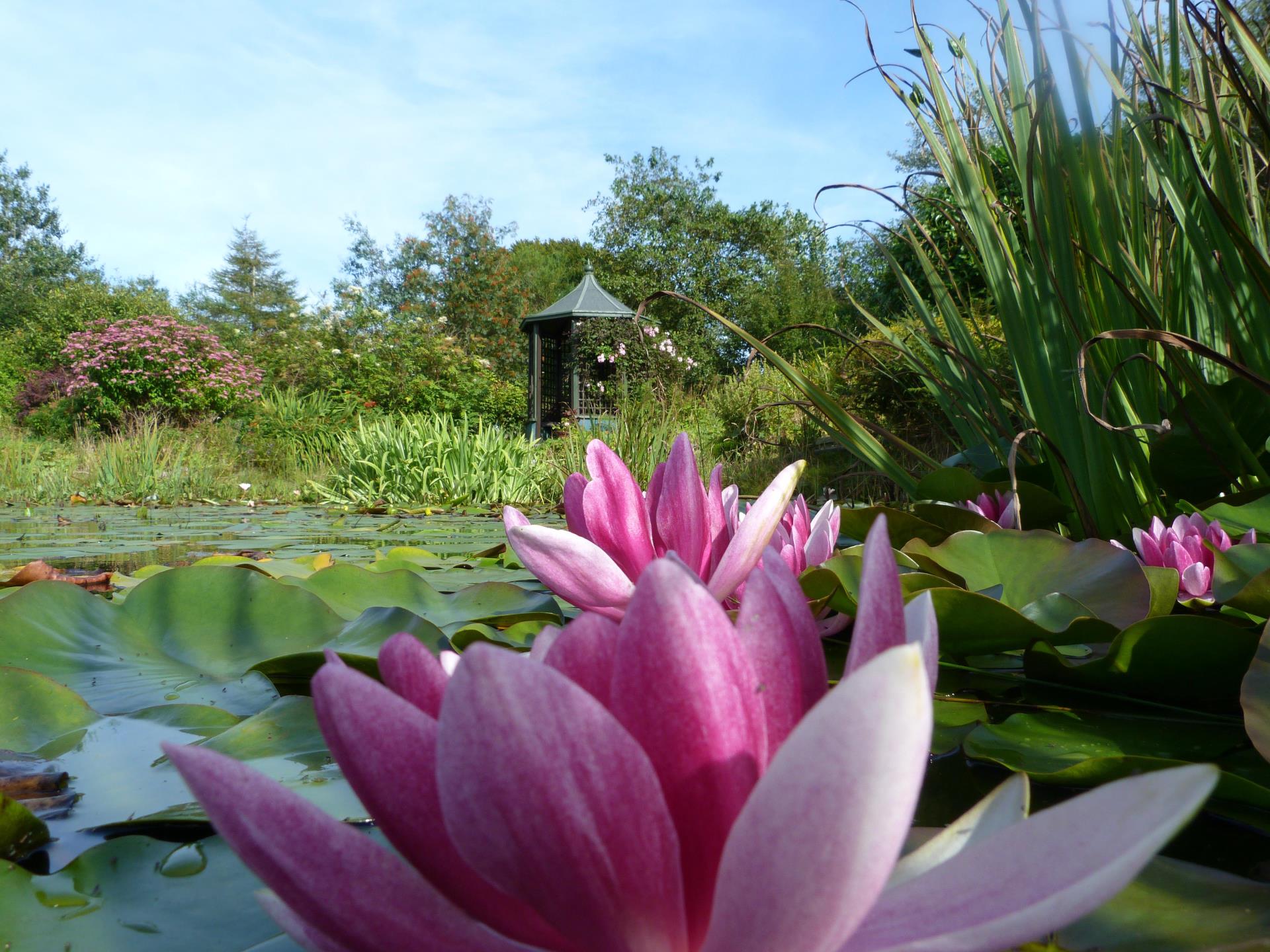 Water lilies on the lake