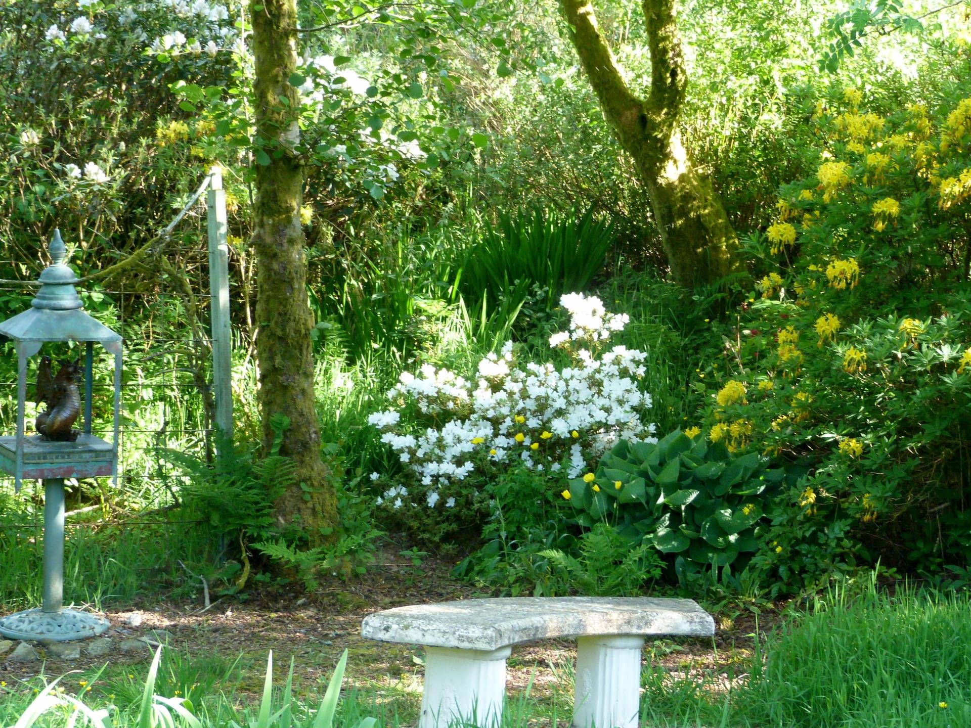 Lush shade planting with dragon