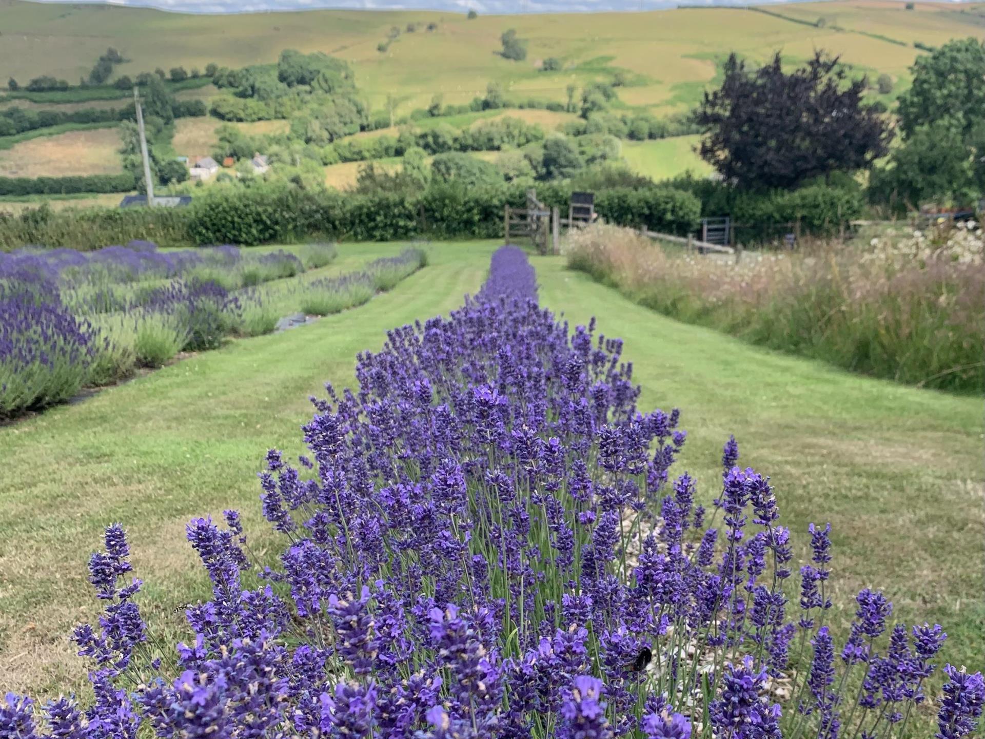 Lavender field