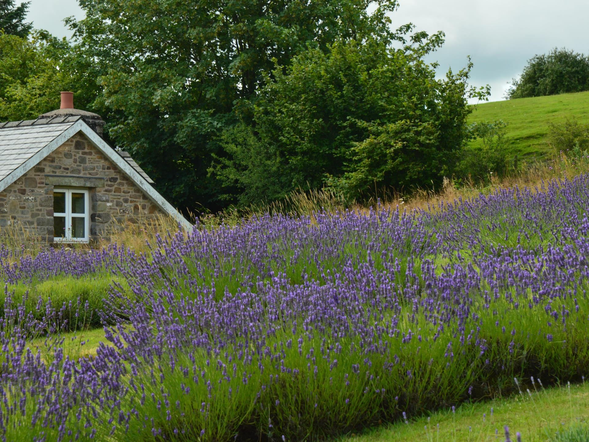 Lavender rows