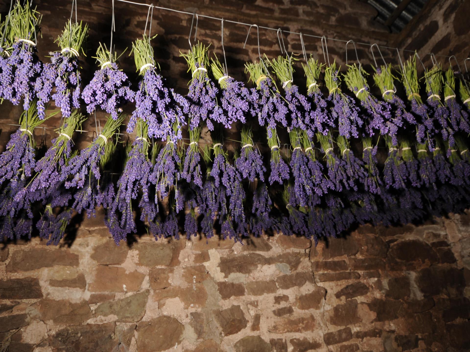 Lavender harvest