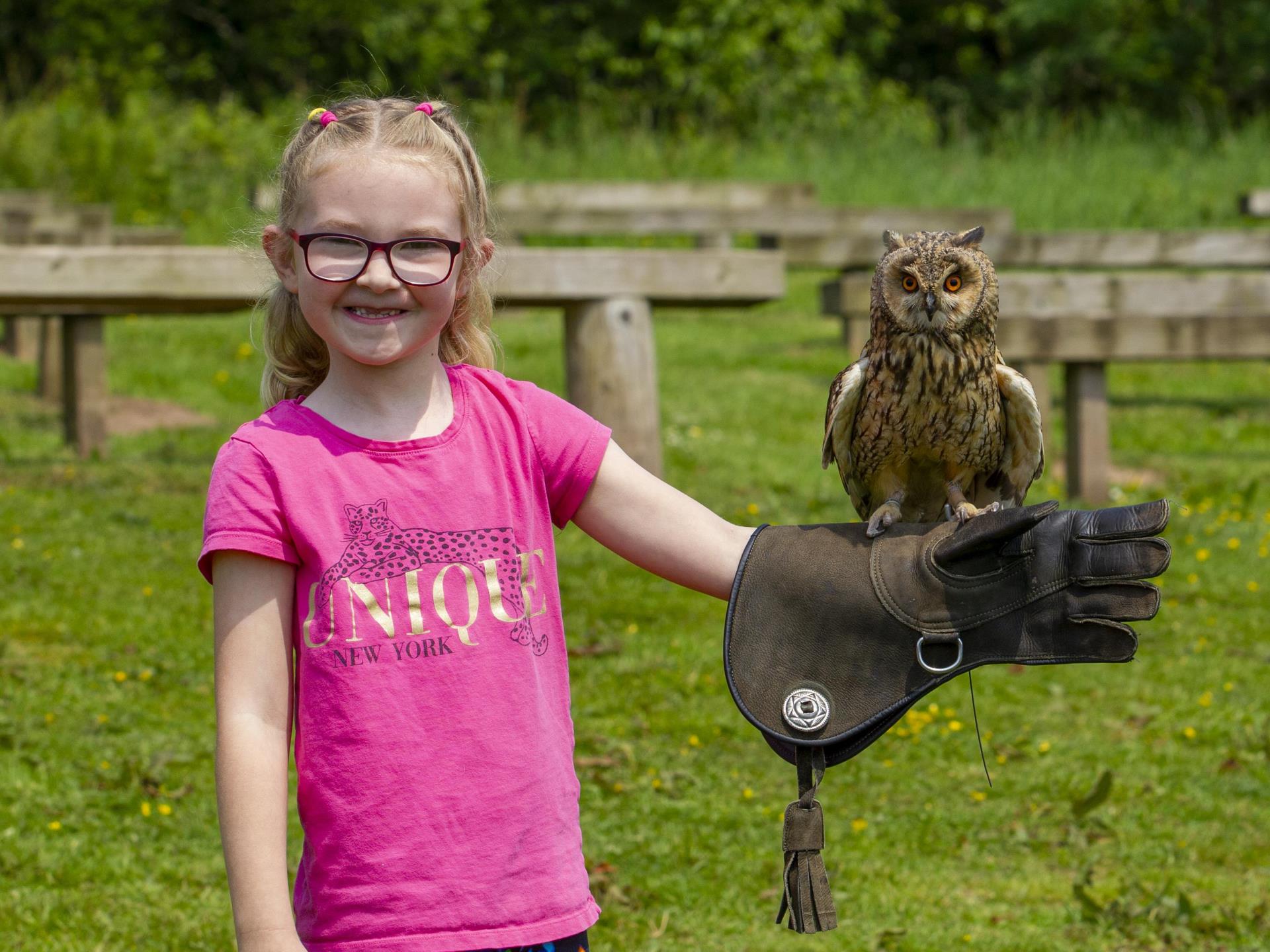 Owl Experience
