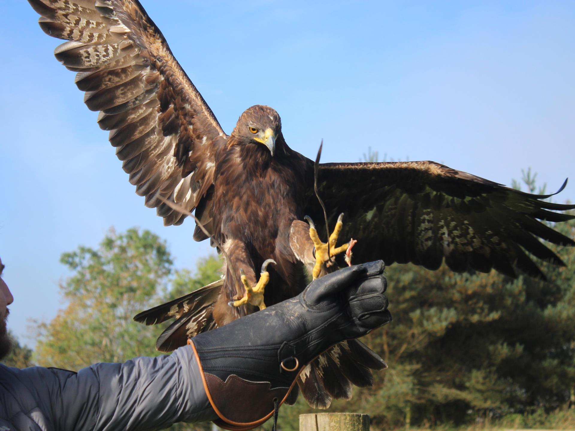 Eagle Experience Wales