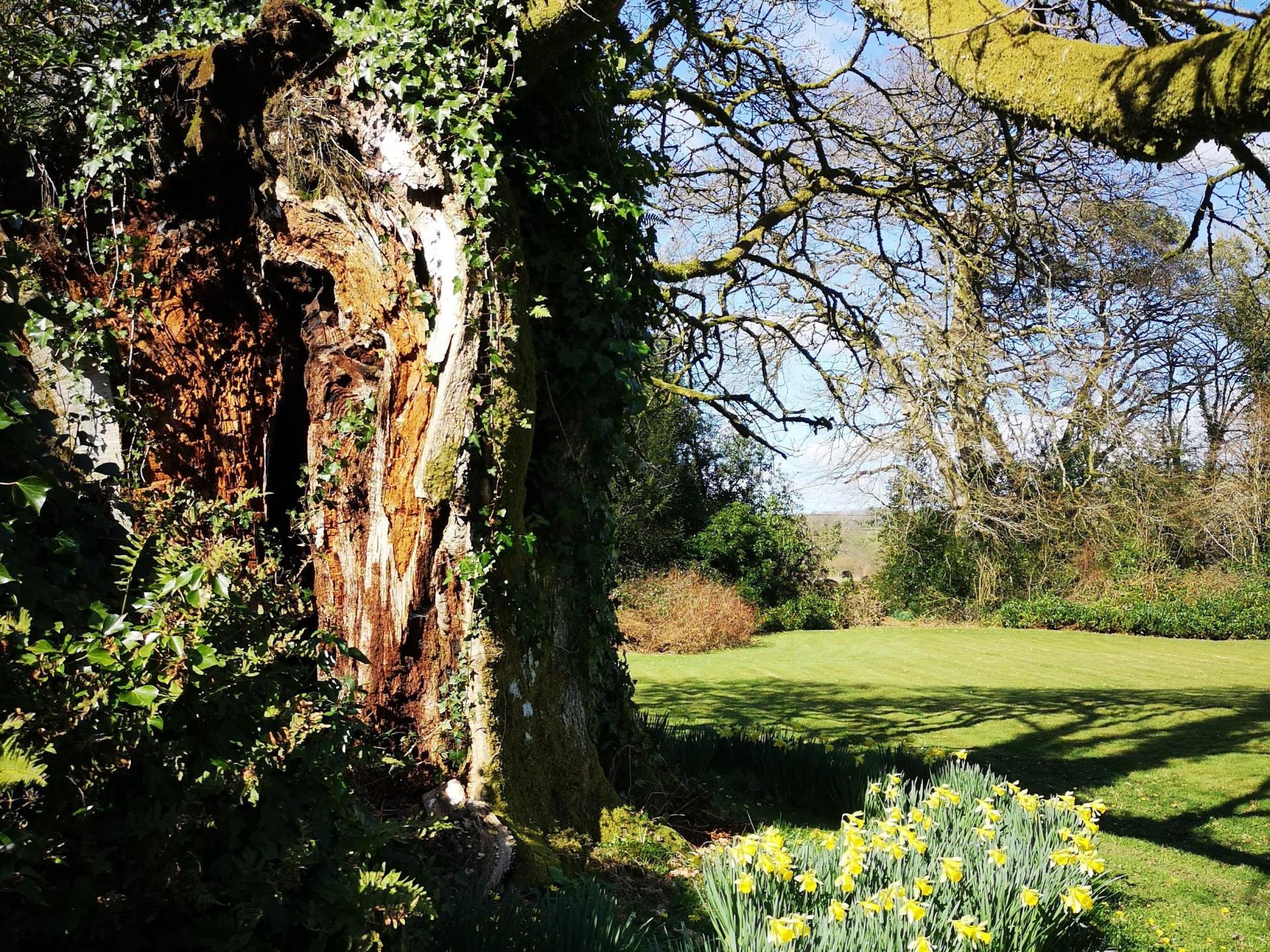 900 Year Old Oak Tree