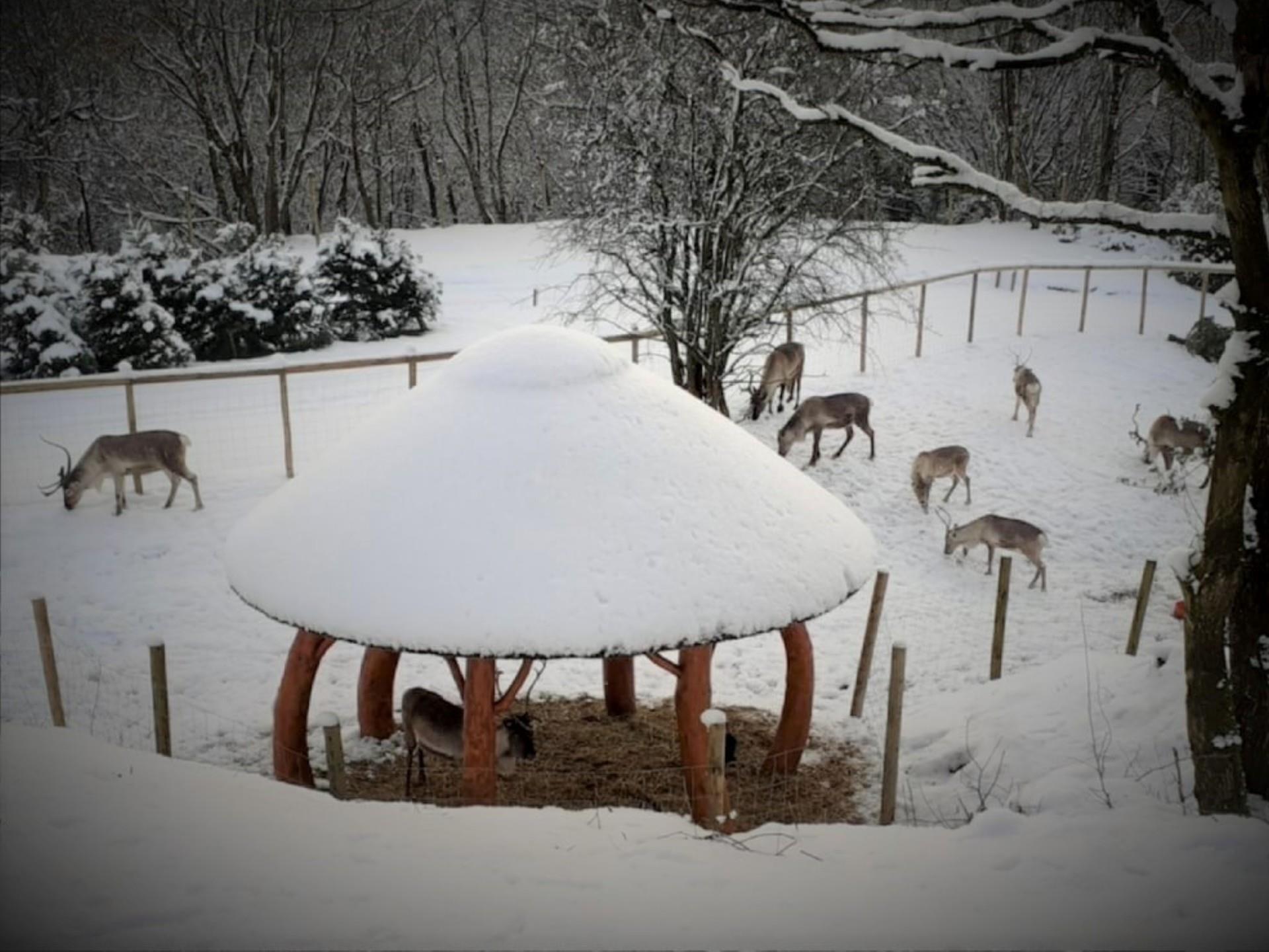 Reindeer Lodge