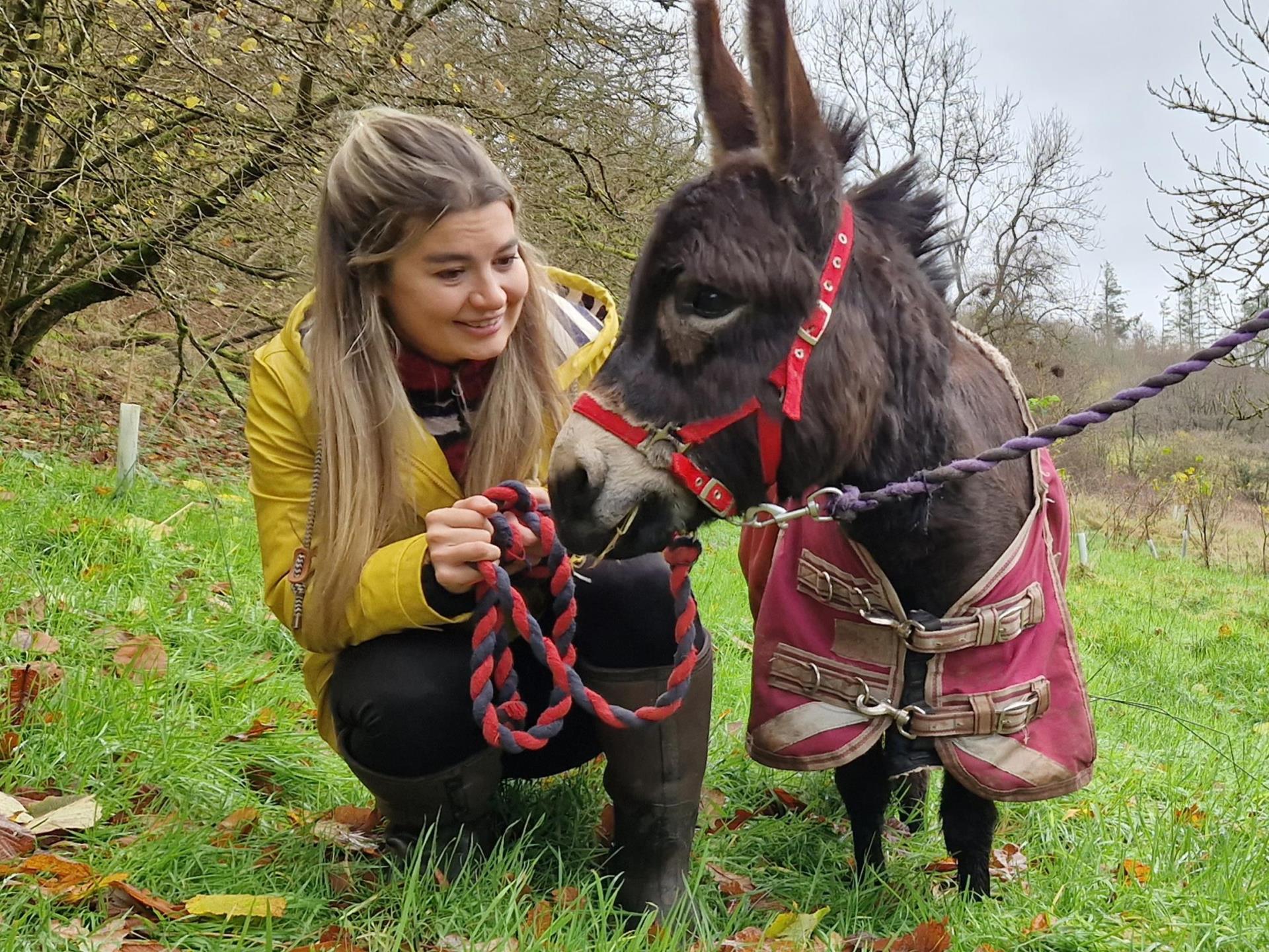 Encounters with mini donkeys for adults