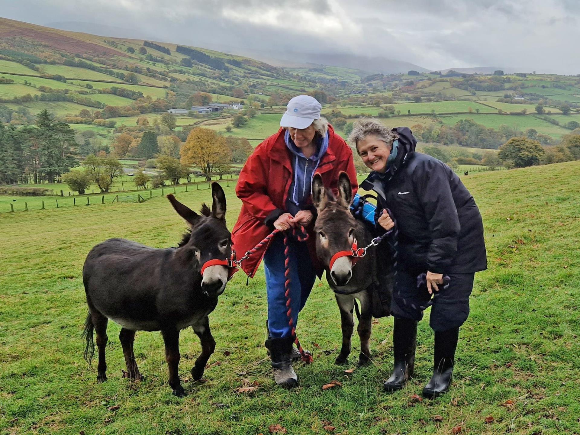 Enjoy a scenic walk with a miniature donkey