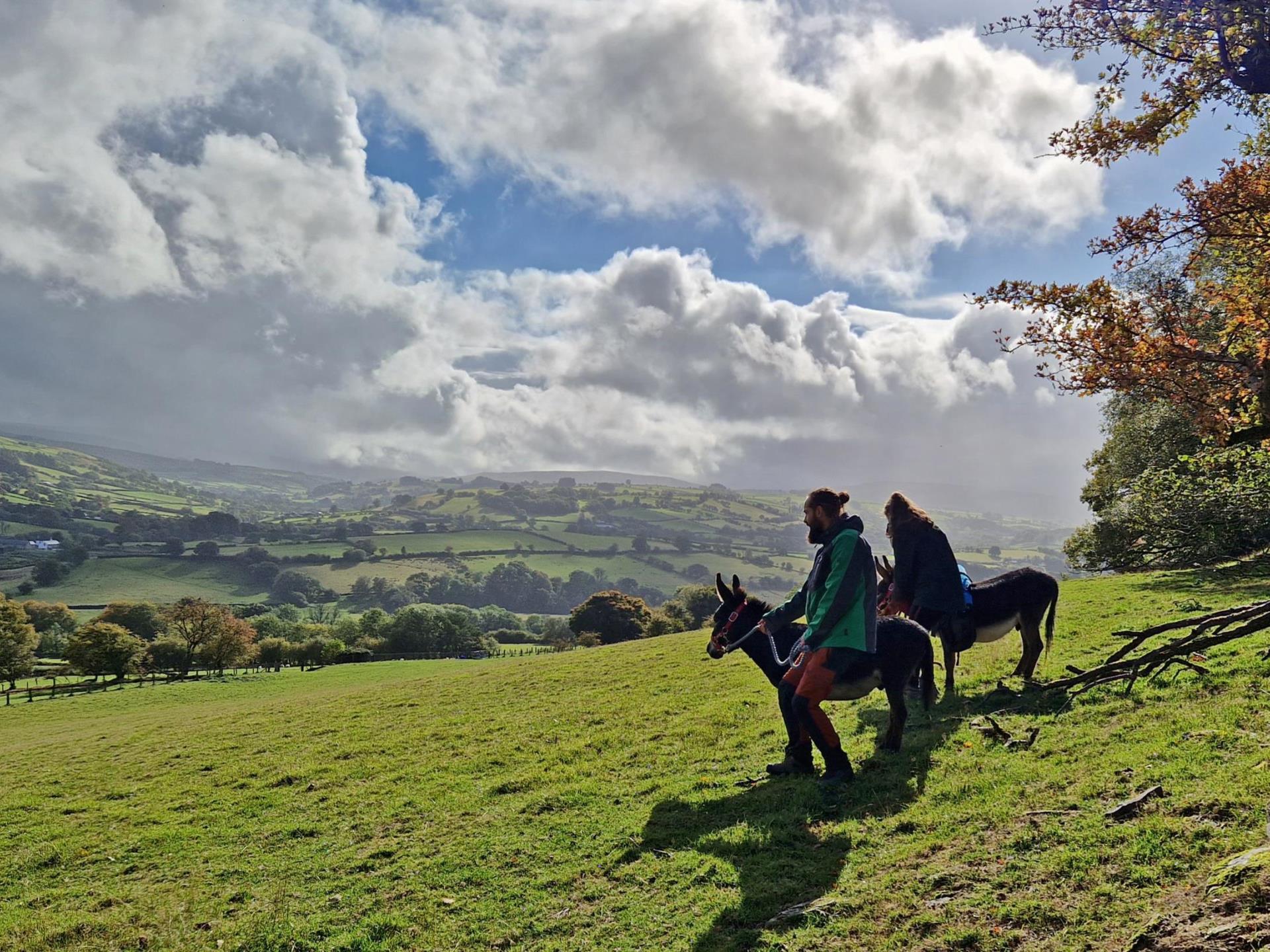 Scenic walks in wales with mini donkeys