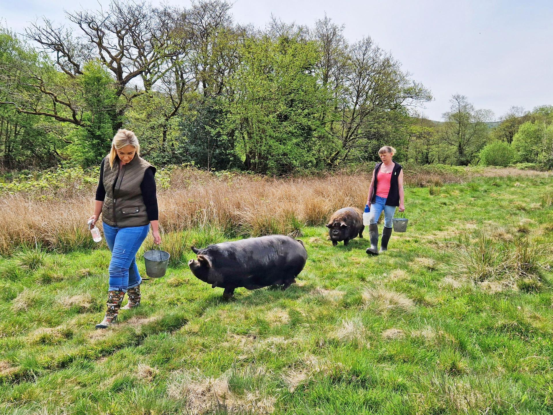 Pig walking as seen on ITVs This Morning