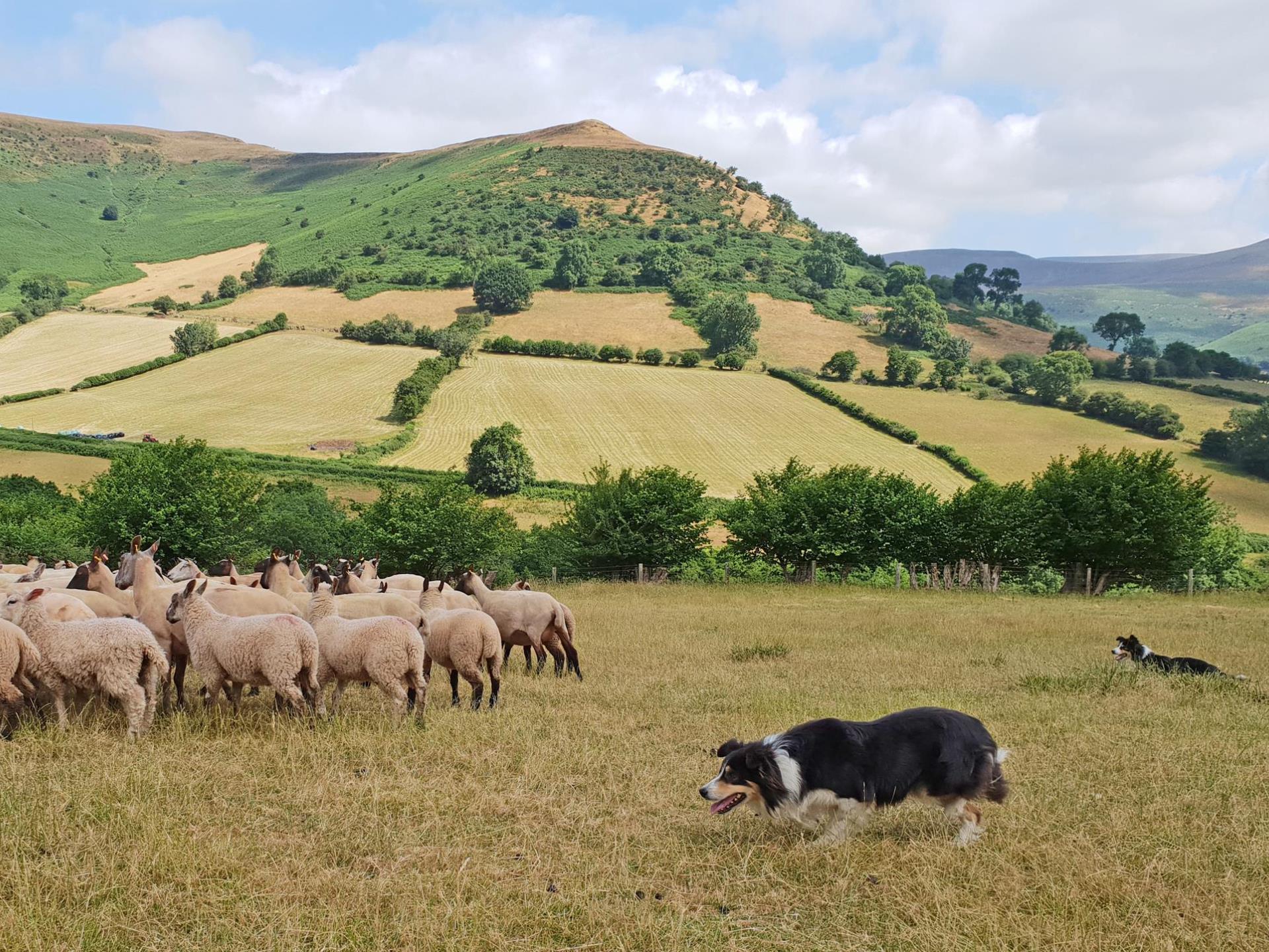 Sheep Herding experience and demonstrations Wales