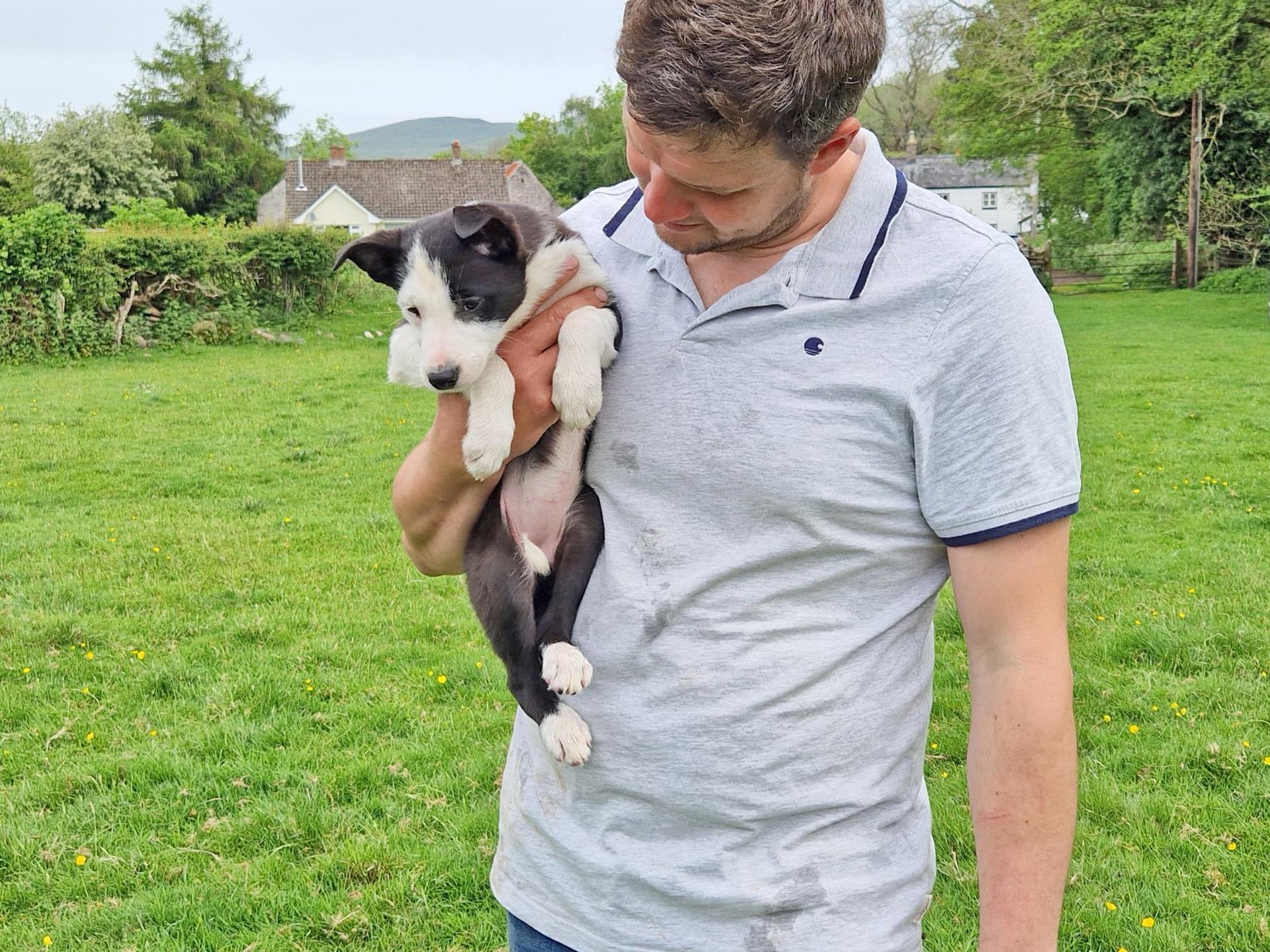 Learn about herding sheep using working dogs