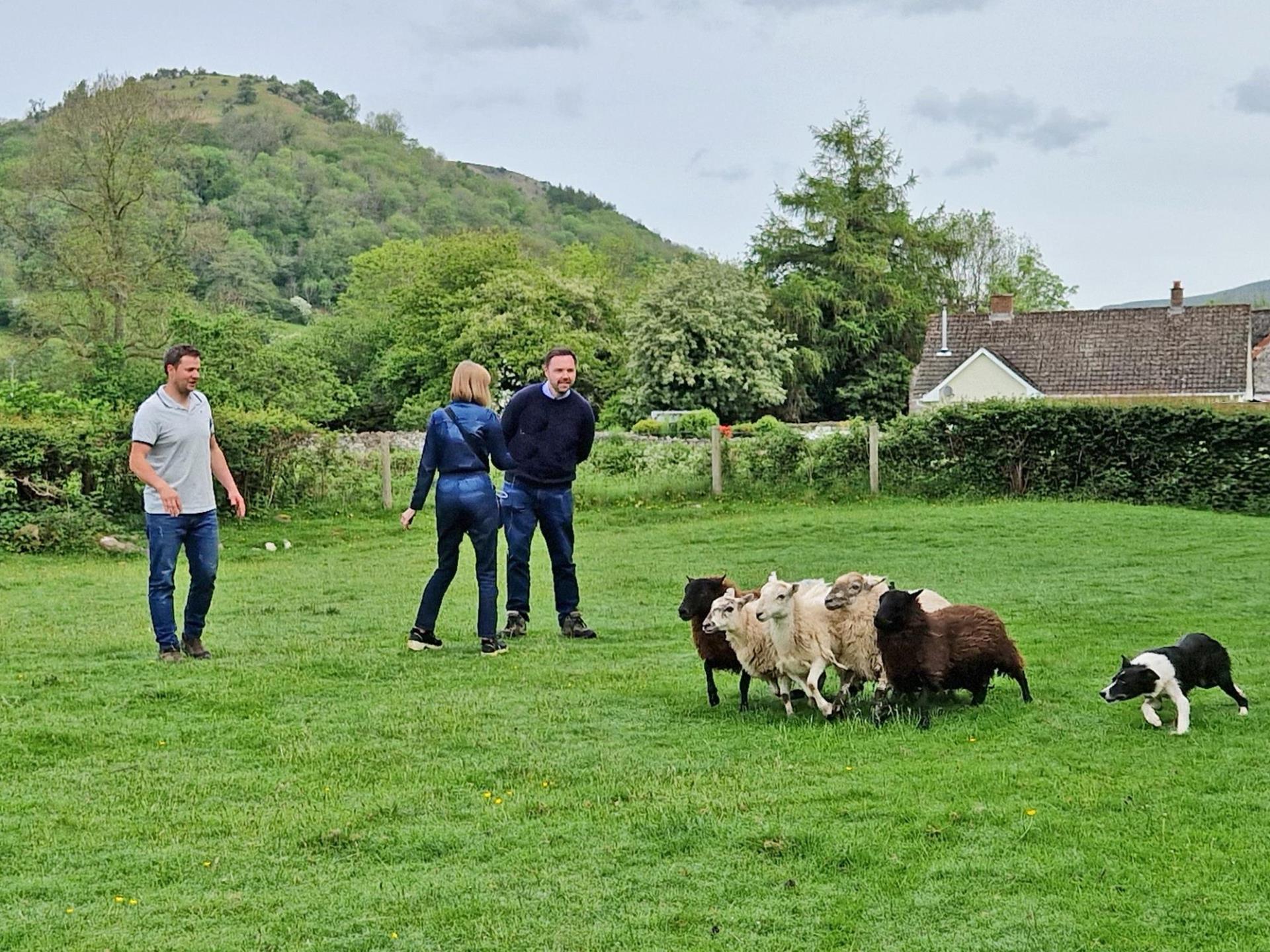 Learn how to herd sheep on a working farm