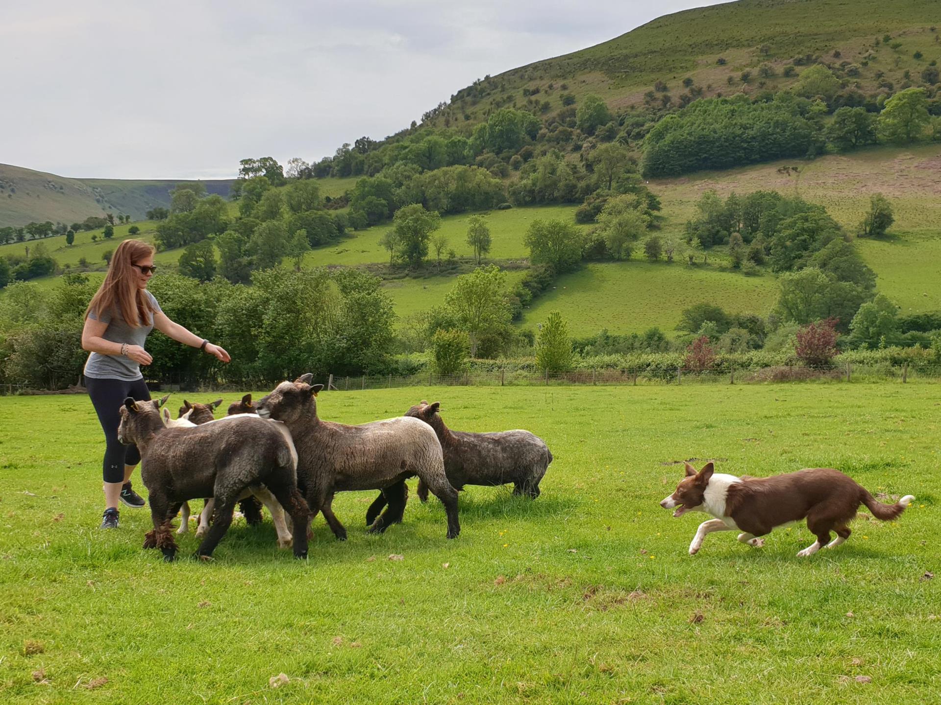Sheep Dog experience herding sheep in Wales