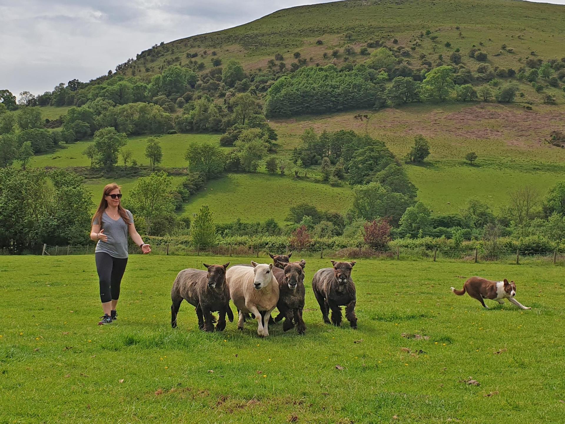 sheep dog herding demonstrations in Wales