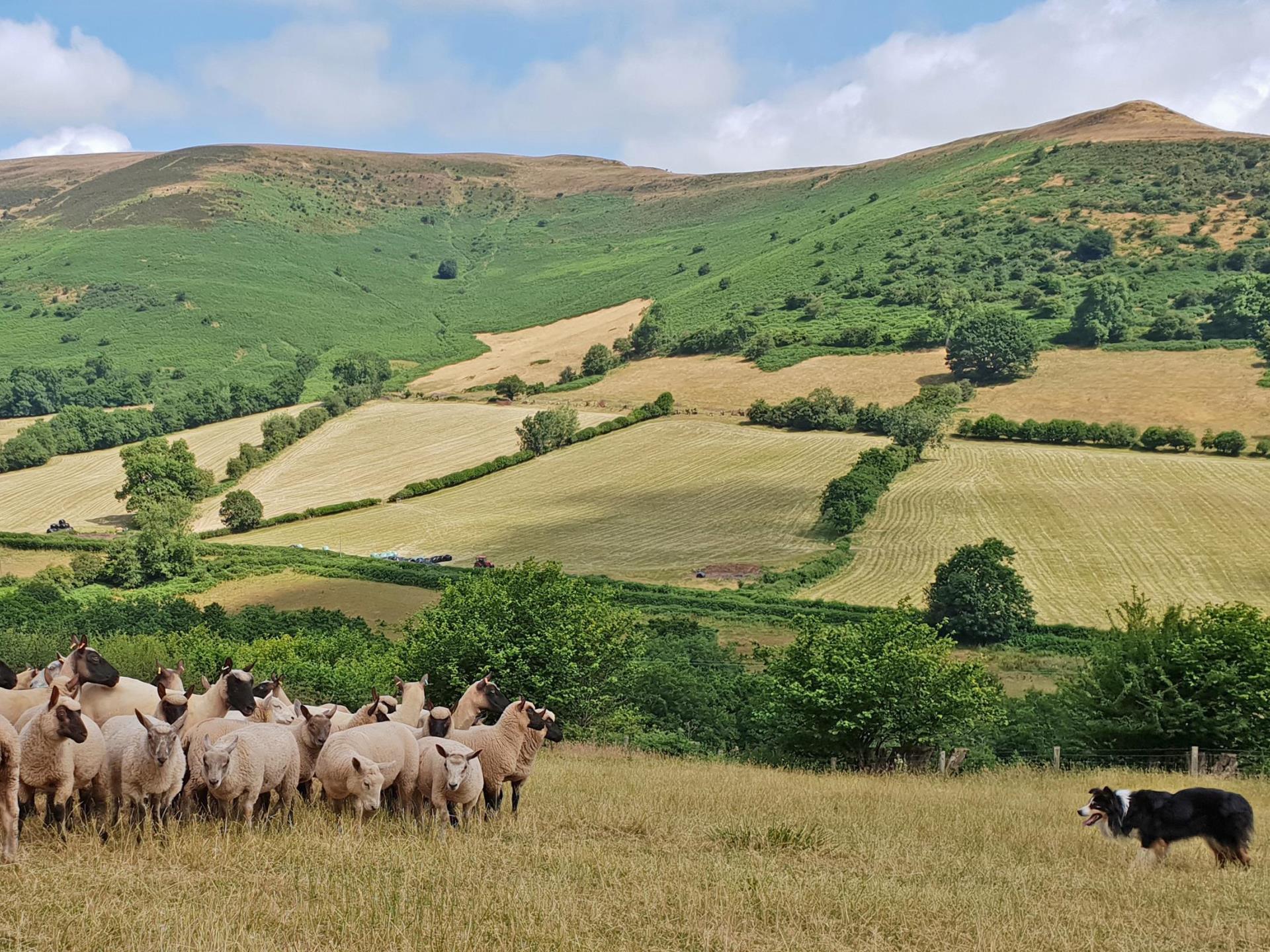 learn how to herd sheep on a welsh hill farm