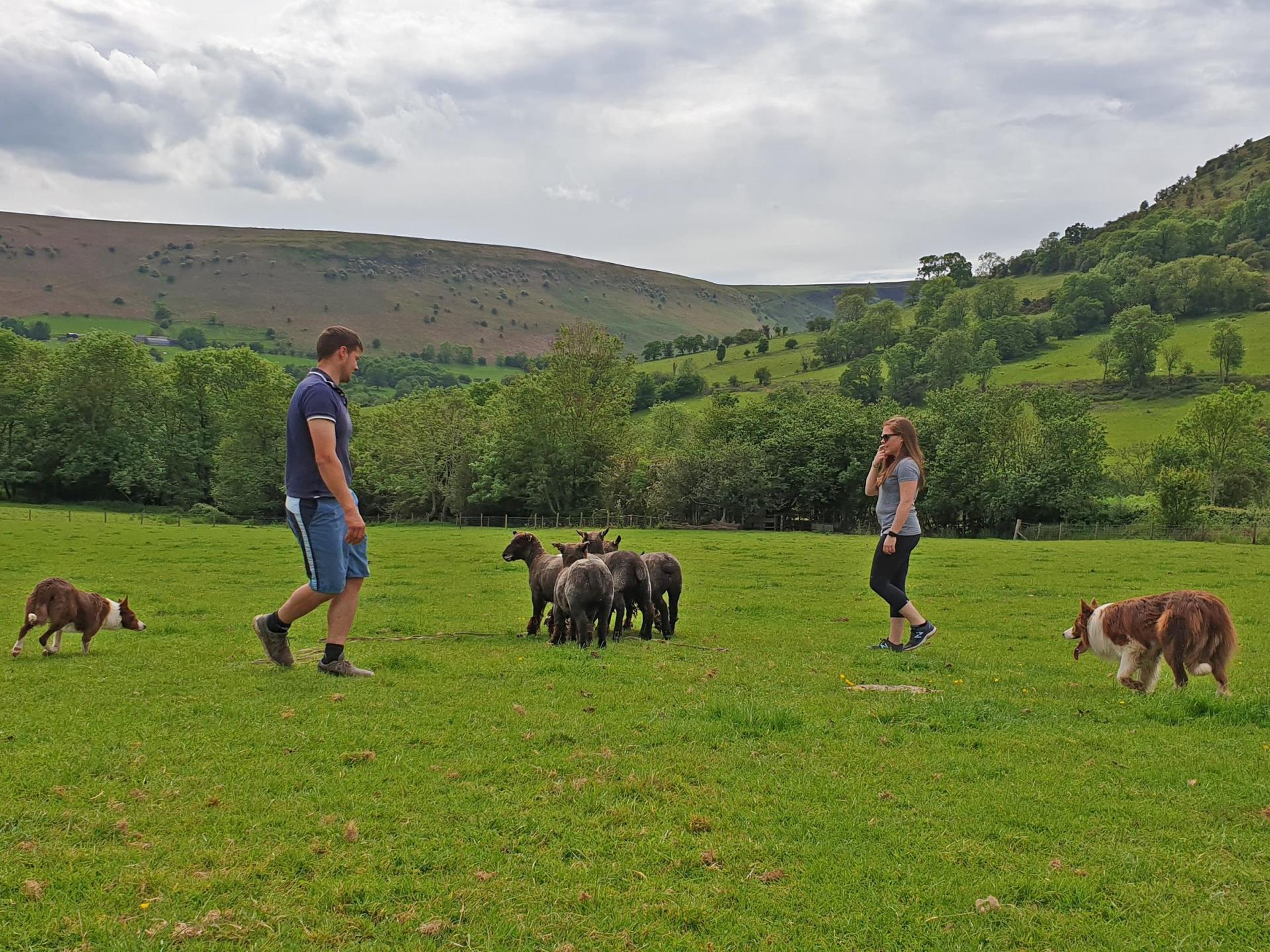 sheep herding with welsh border collies