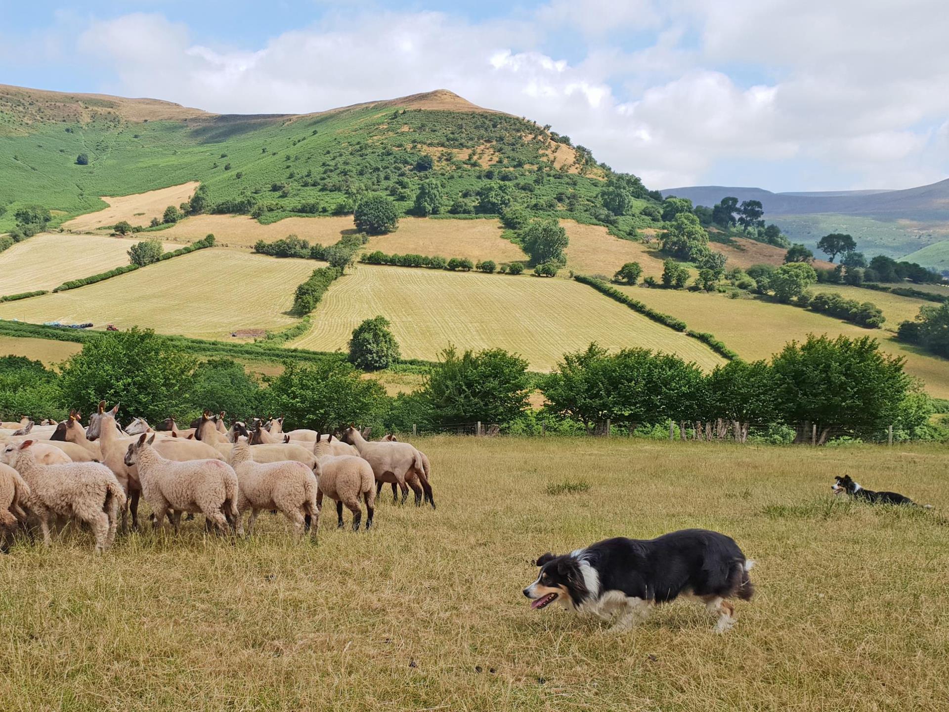 sheep herding experience in the brecon beacons