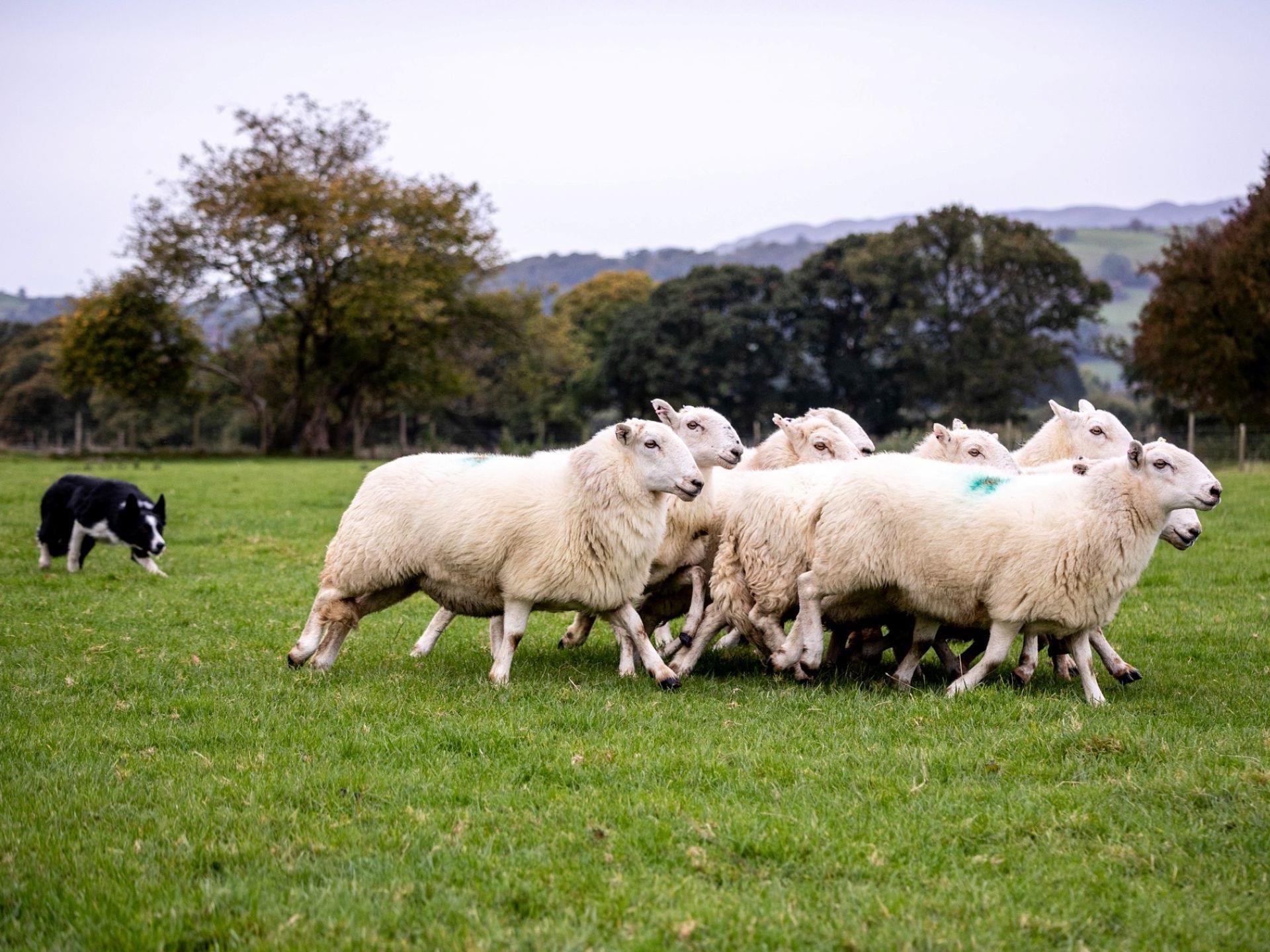 Herding the sheep