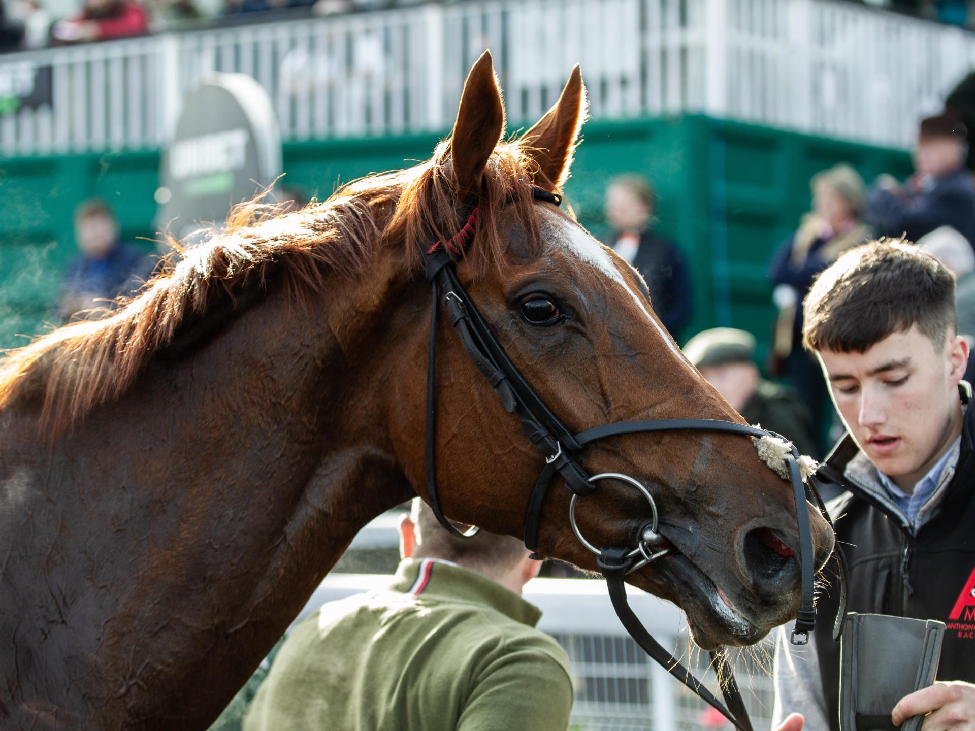 Chepstow Racecourse Photography 